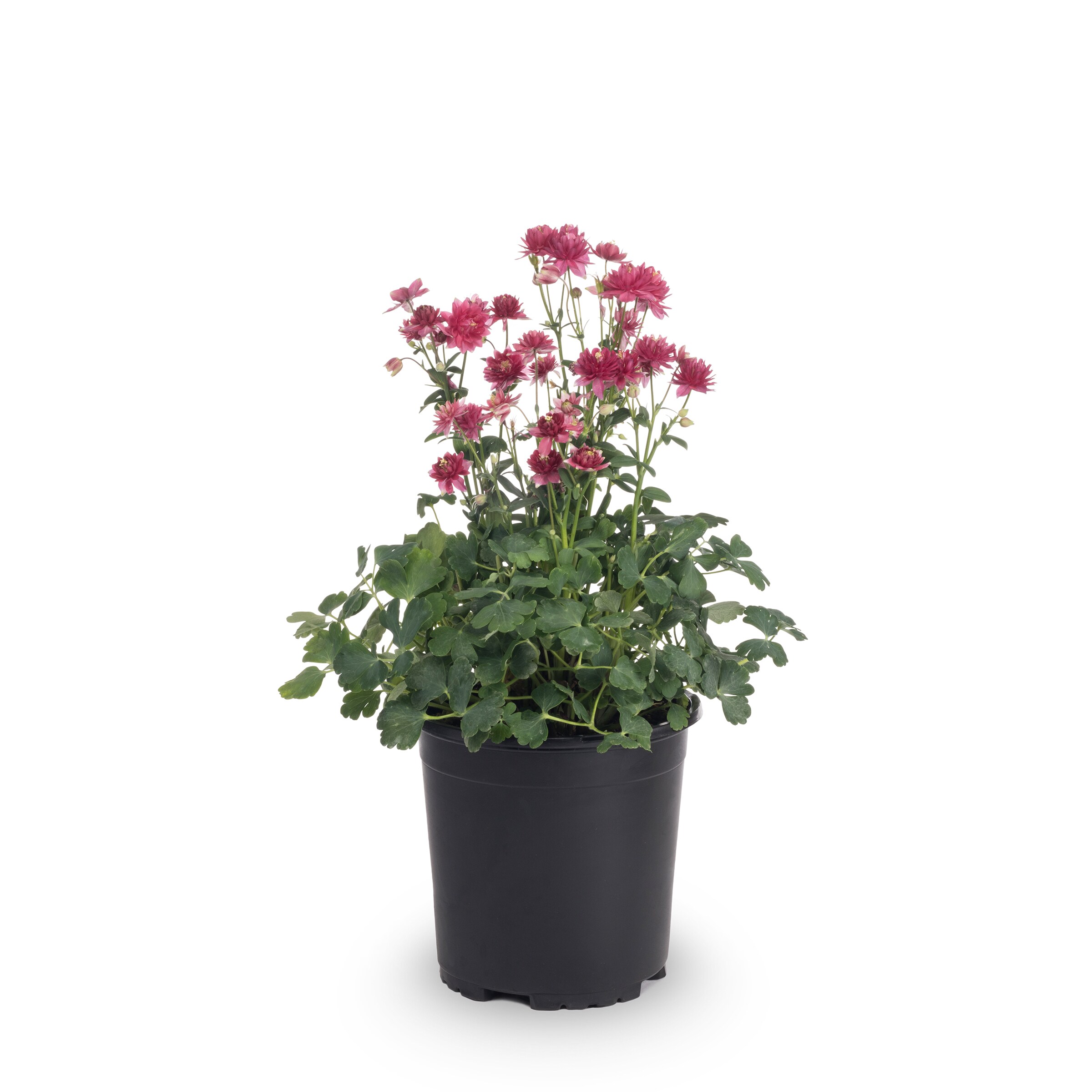 Lowe's NURSERY perennials - View #5