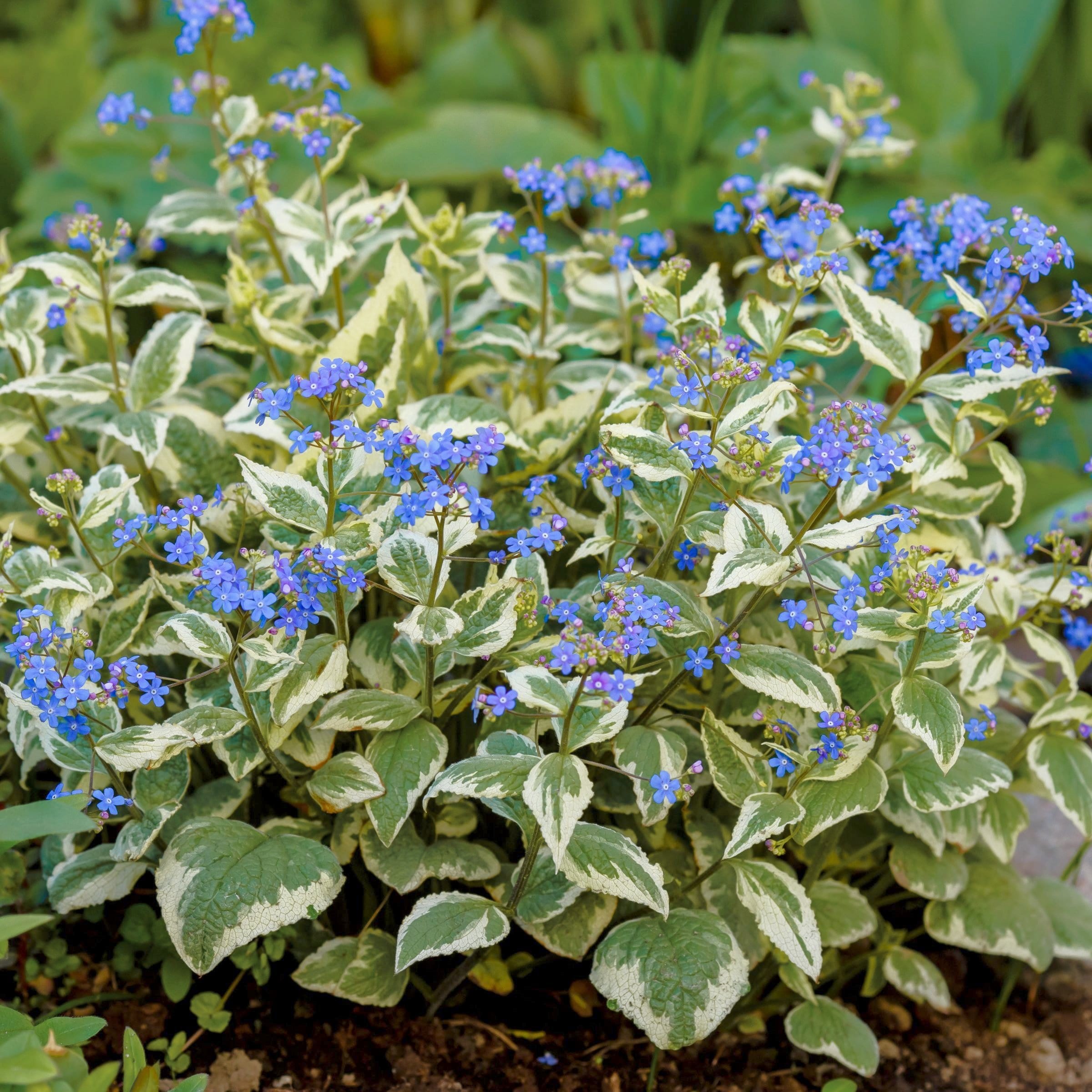 National Plant Network LW1917 perennials - View #9