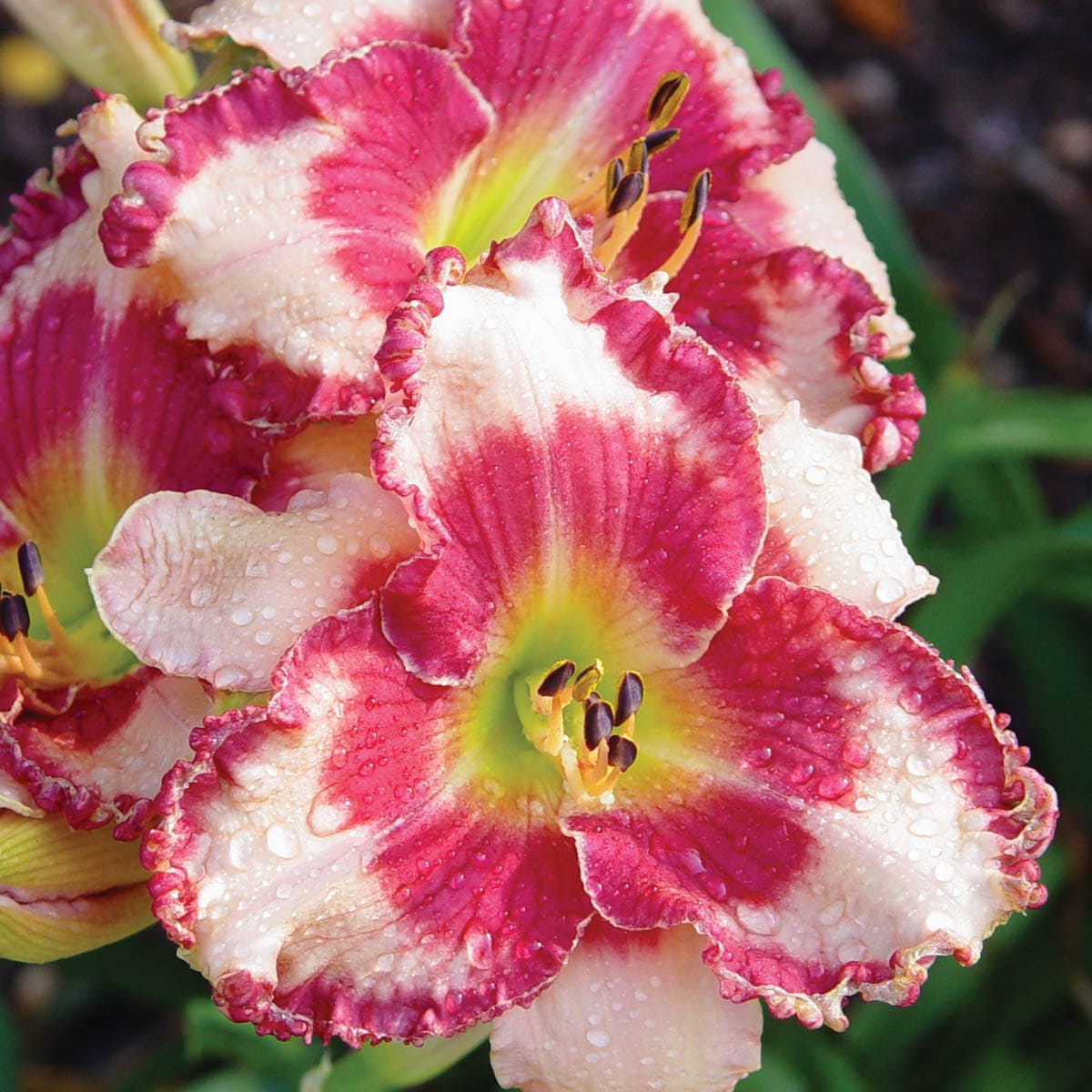 Spring Hill Nurseries 06069 White Dare To Love Daylily Perennial Plants Plant in 3-Pack Bareroot