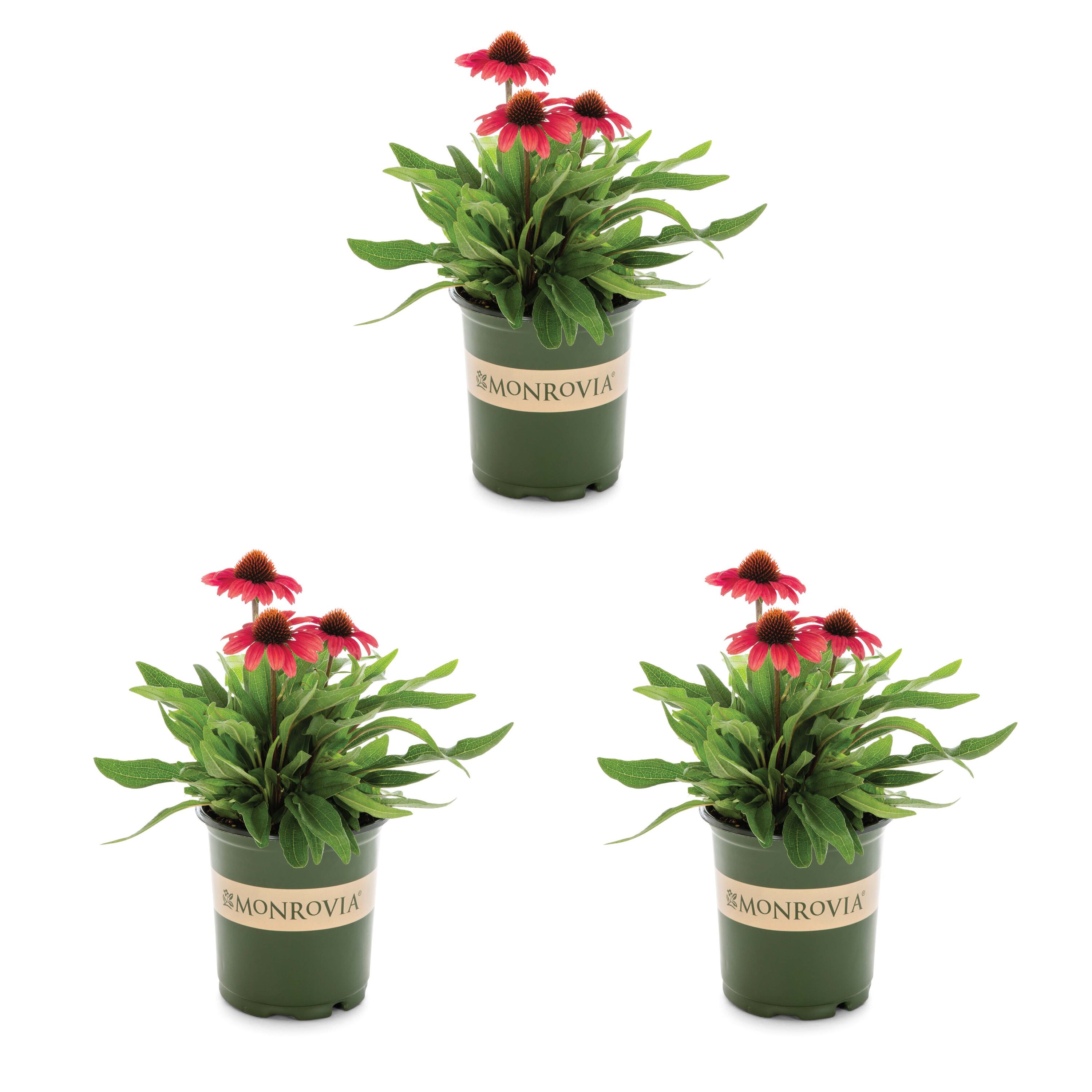 Monrovia 78646 Red Coneflower Plant in 2 -Quart Pot 3 -Pack