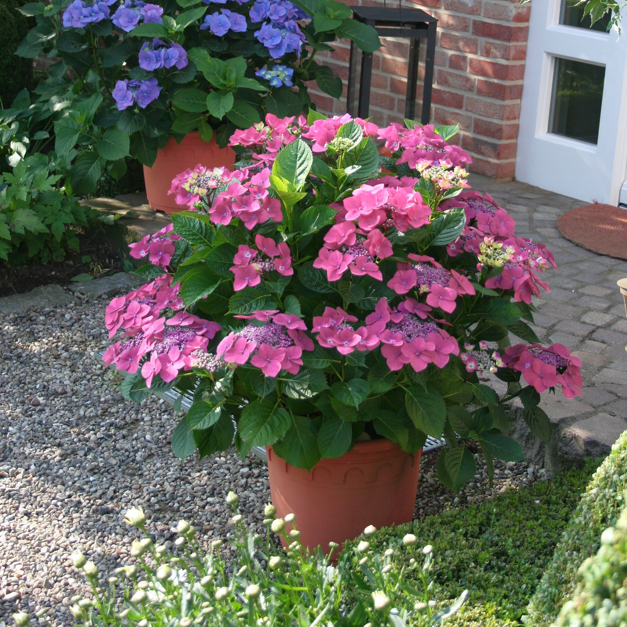 National Plant Network LW3195 shrubs - View #3