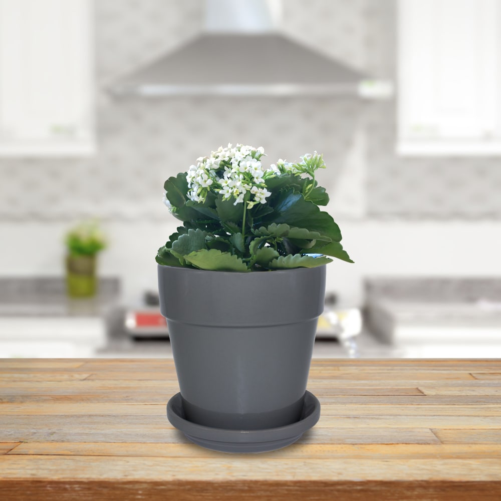 Garden Treasures CR01043N-06H Plant-Saucers - View #3