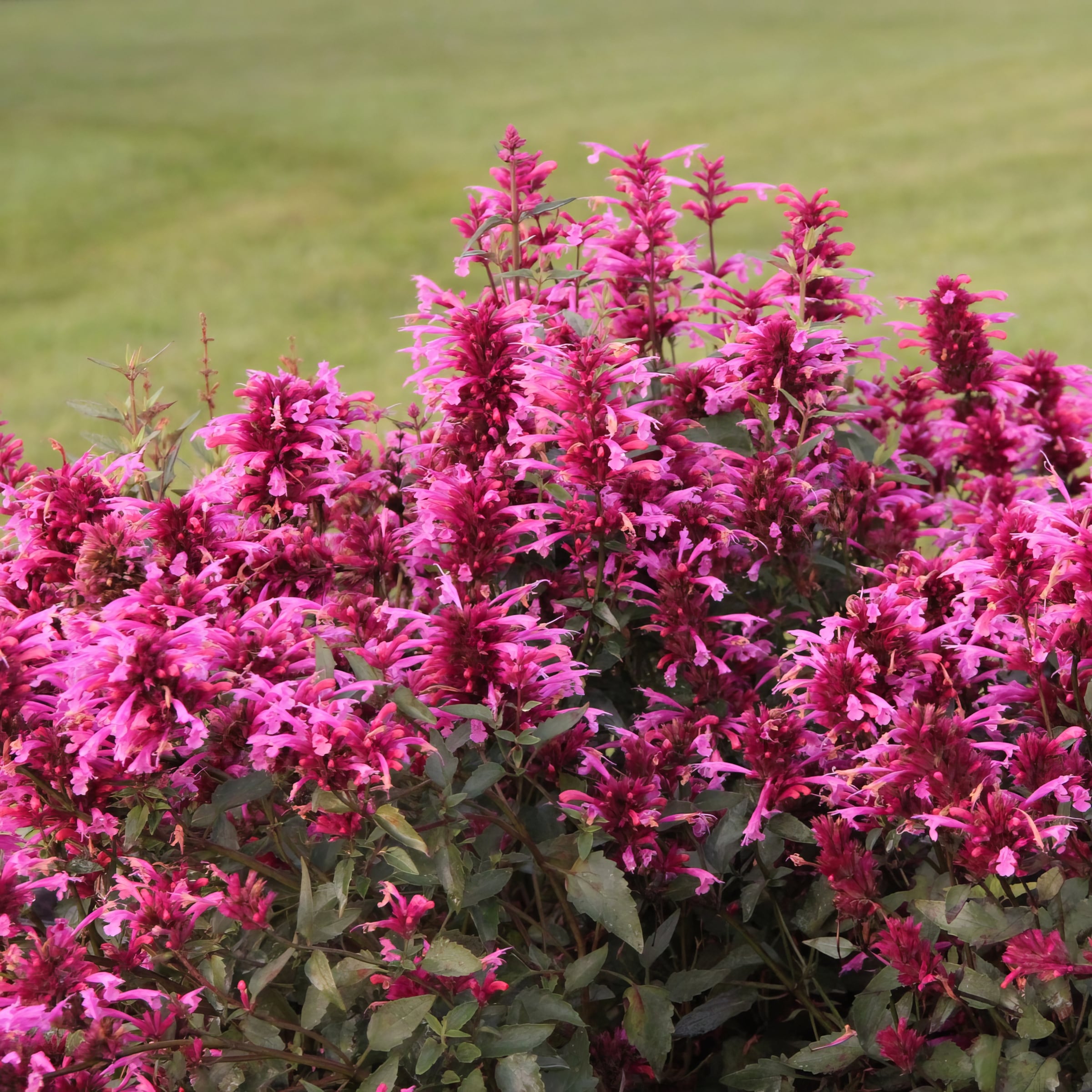 National Plant Network LW1702 perennials - View #6