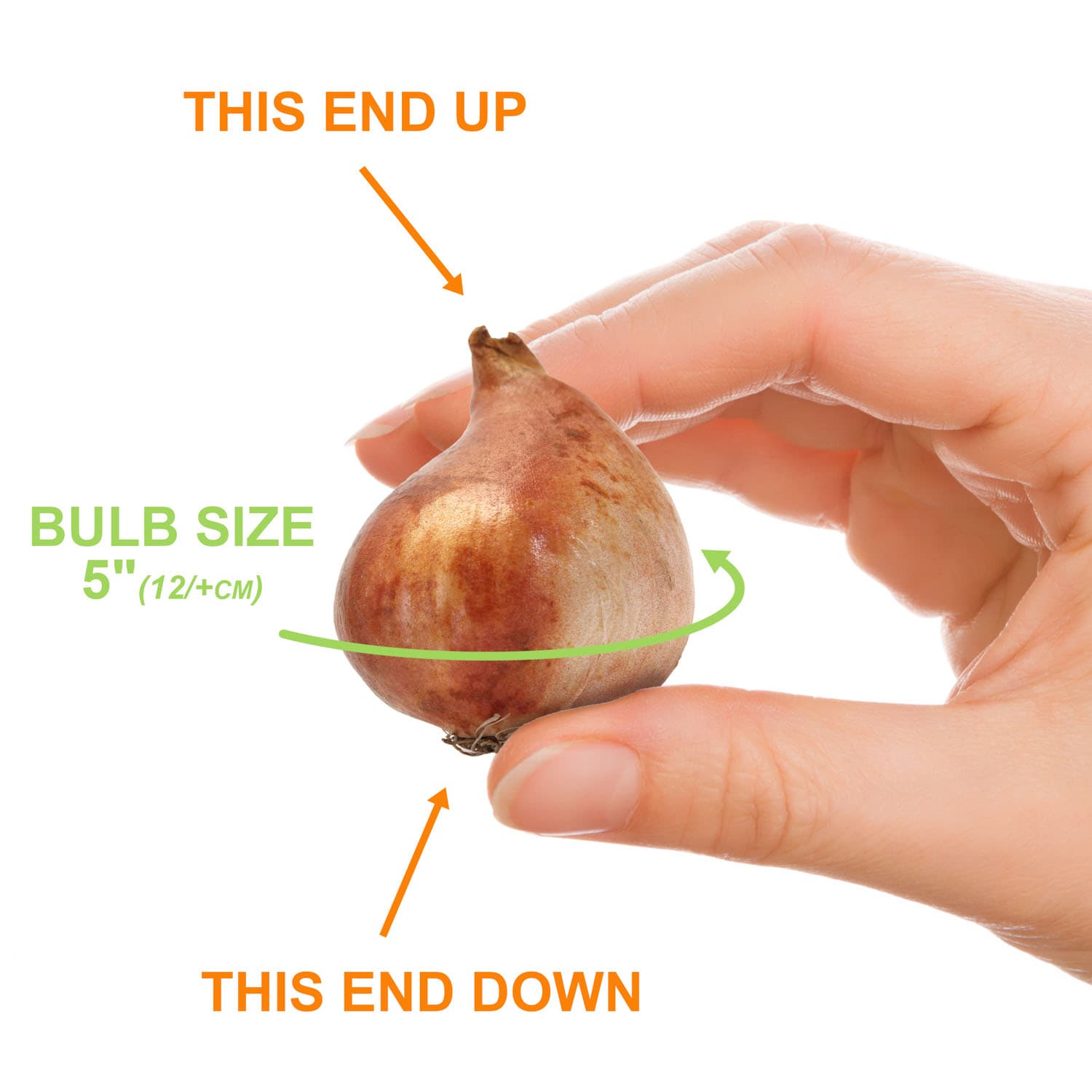 Garden State Bulb ECF-80-250-10 Plant-Bulbs - View #4