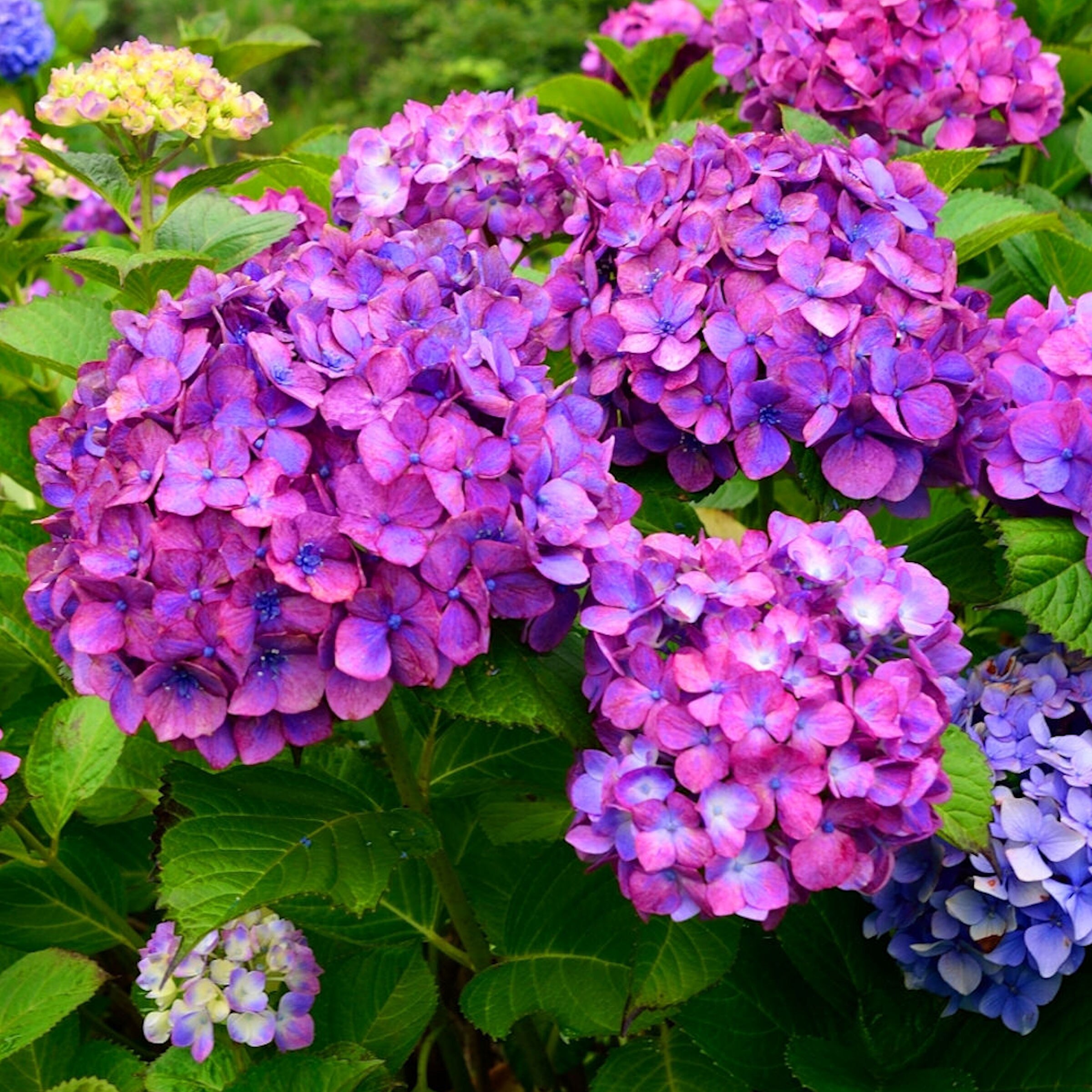 National Plant Network Pink Hydrangea Lime Lovebird Foundation/Hedge ...