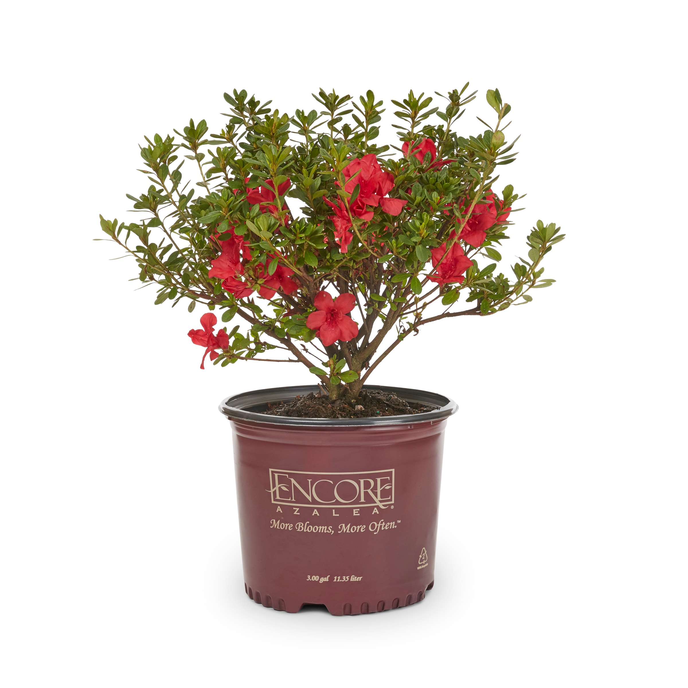 Encore Azalea Multicolor Azalea Flowering Shrub in 3-Gallon (s) Pot in the  Shrubs department at 