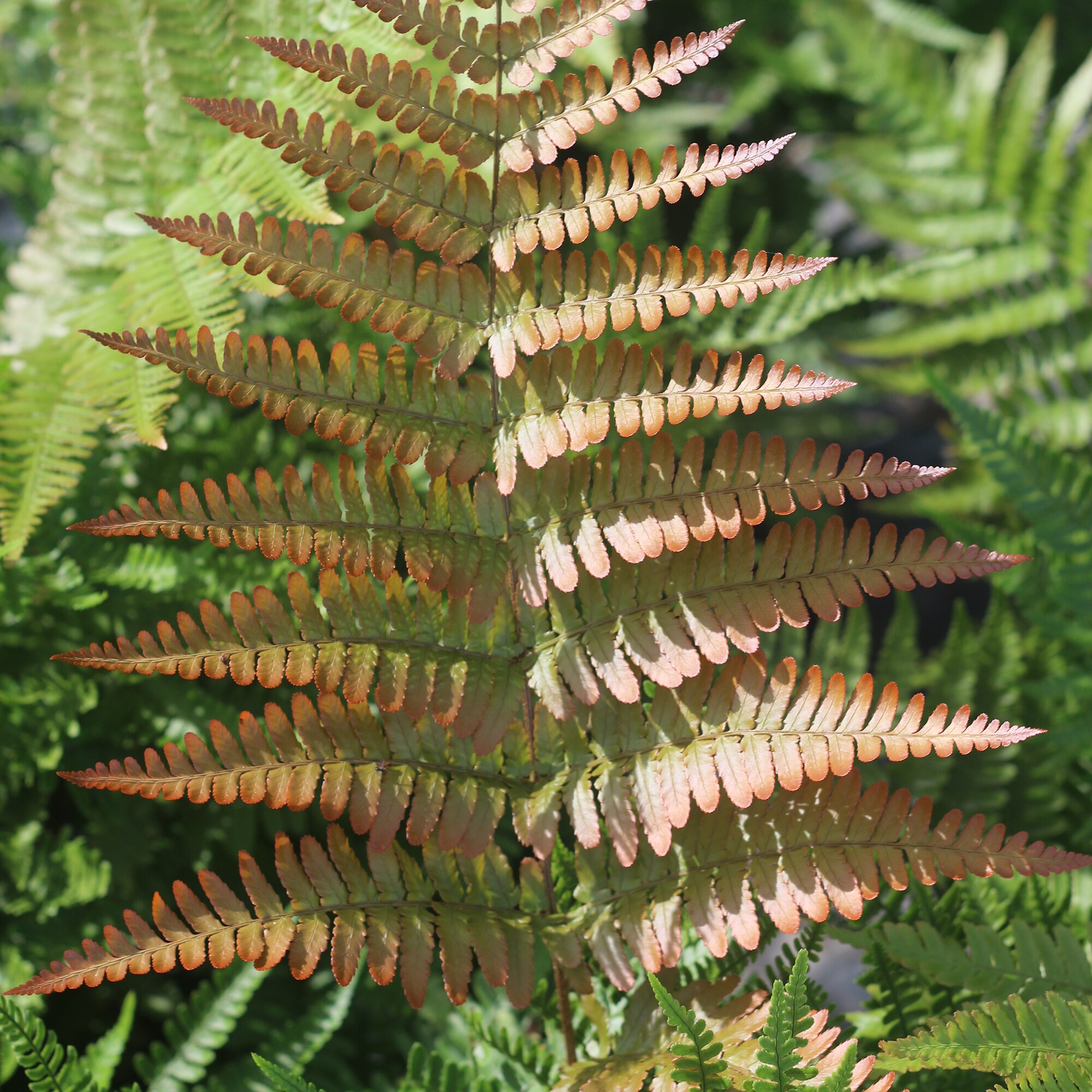 Perfect Plants LOAUTUMNFERN1G perennials - View #7