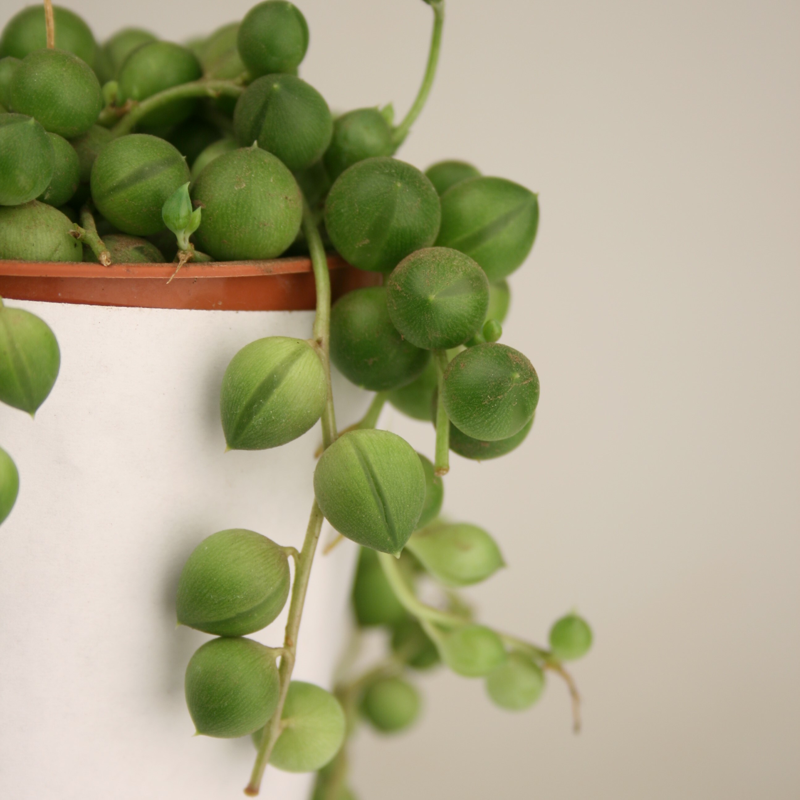 Altman Plants Senecio Radicans String Of Pearls in 1.3-Quart Hanging ...