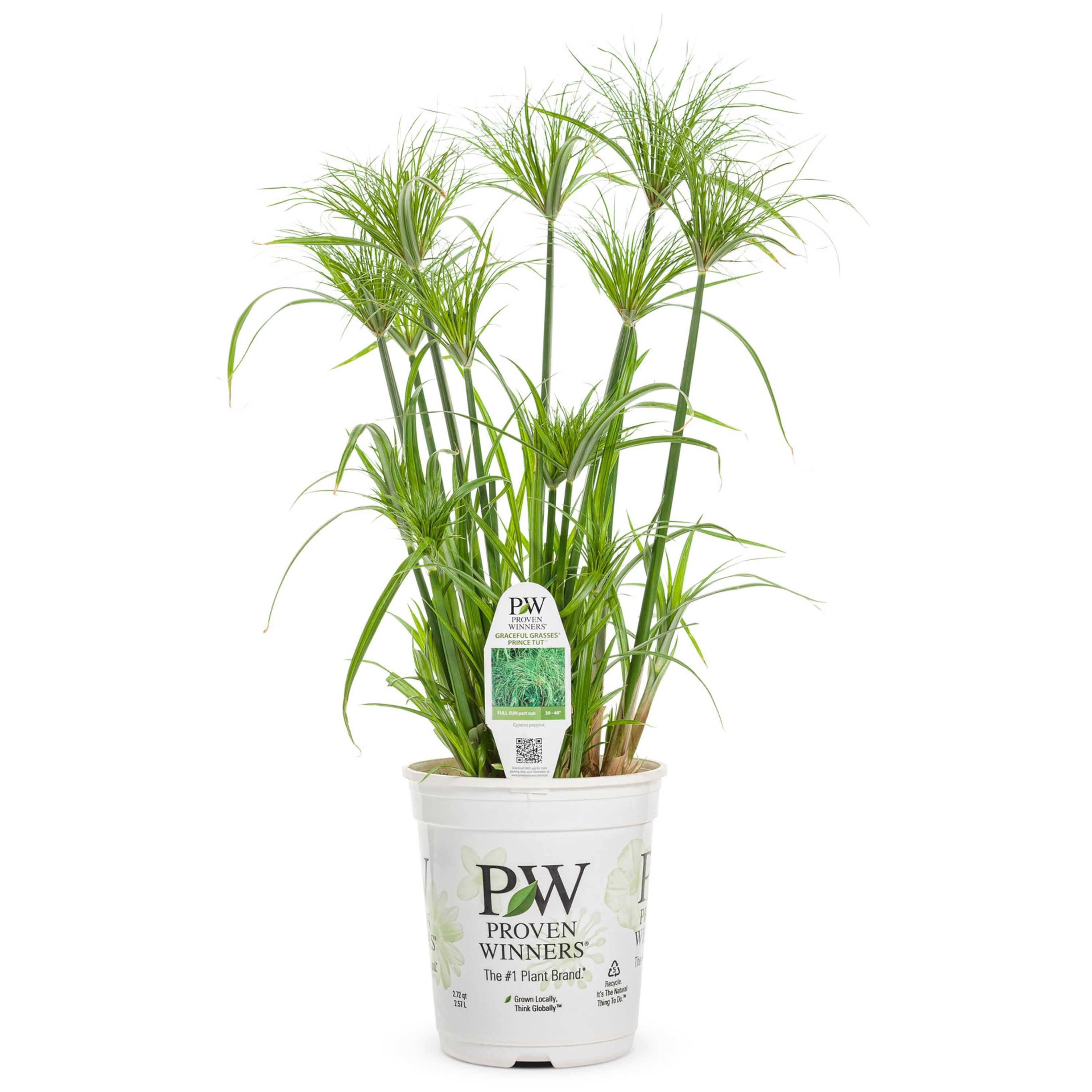 Proven Winners Green Graceful Grasses Prince Tut (cyperus Papyrus) In 1 