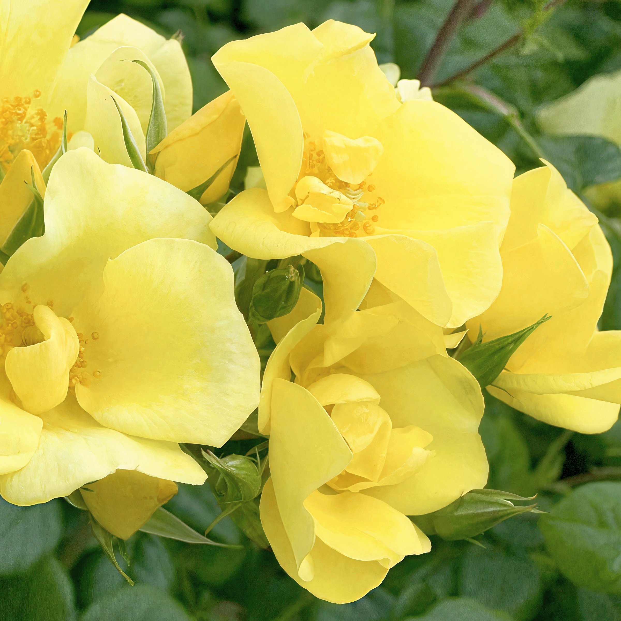National Plant Network LW2572 roses - View #7