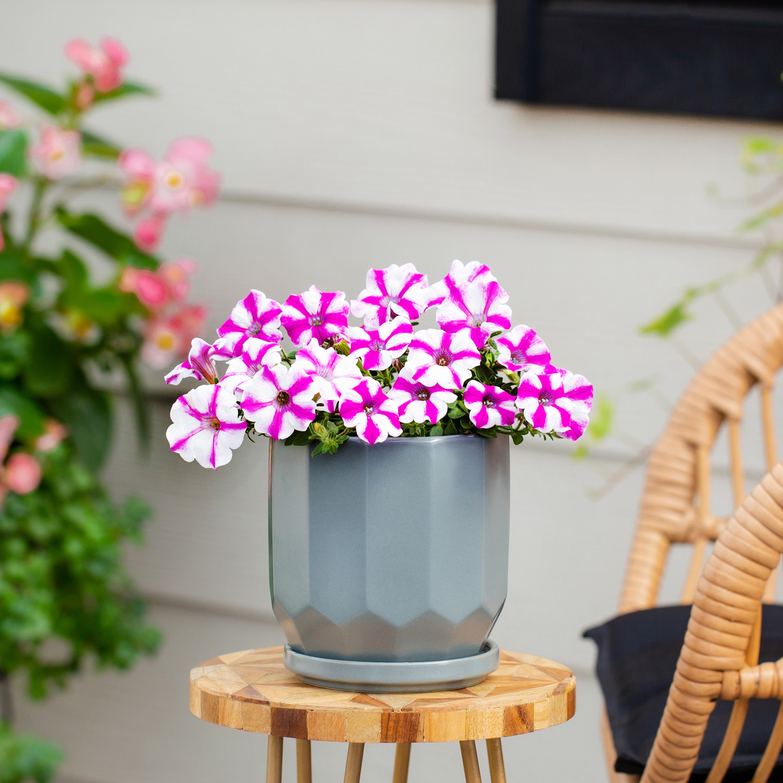 Proven Winners 4791 annuals - View #4