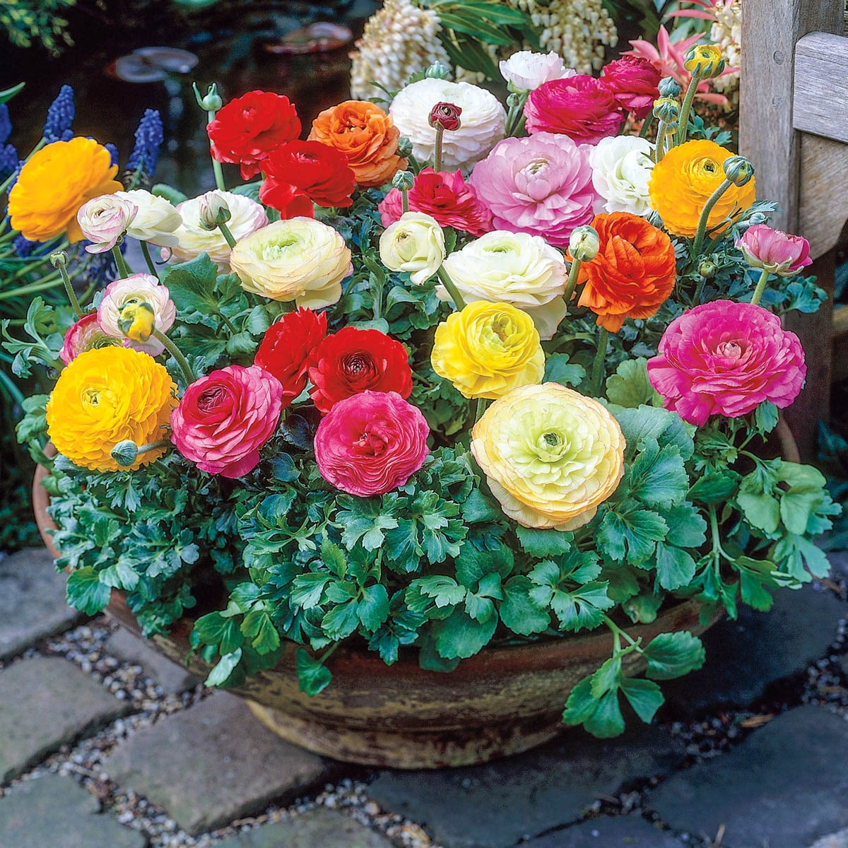 Direct Gardening 96142 Plant-Bulbs - View #3