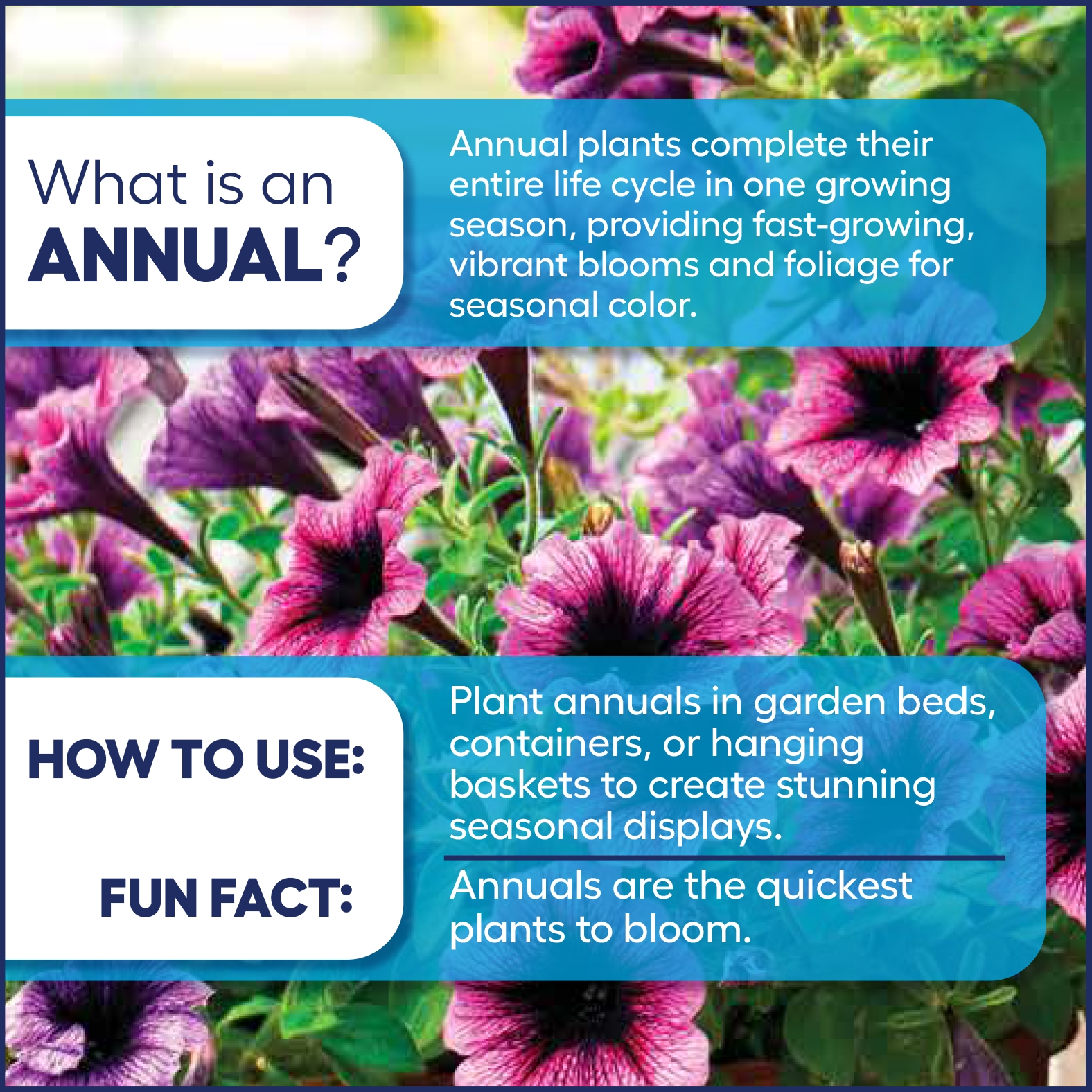 Lowe's NURSERY annuals - View #3