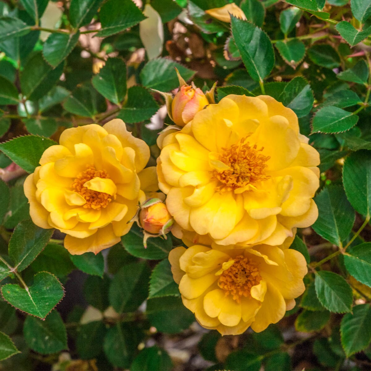 Spring Hill Nurseries 69333 Yellow Flowering Sunshine Happy Trails Groundcover Rose 1 Pack in Bare Root