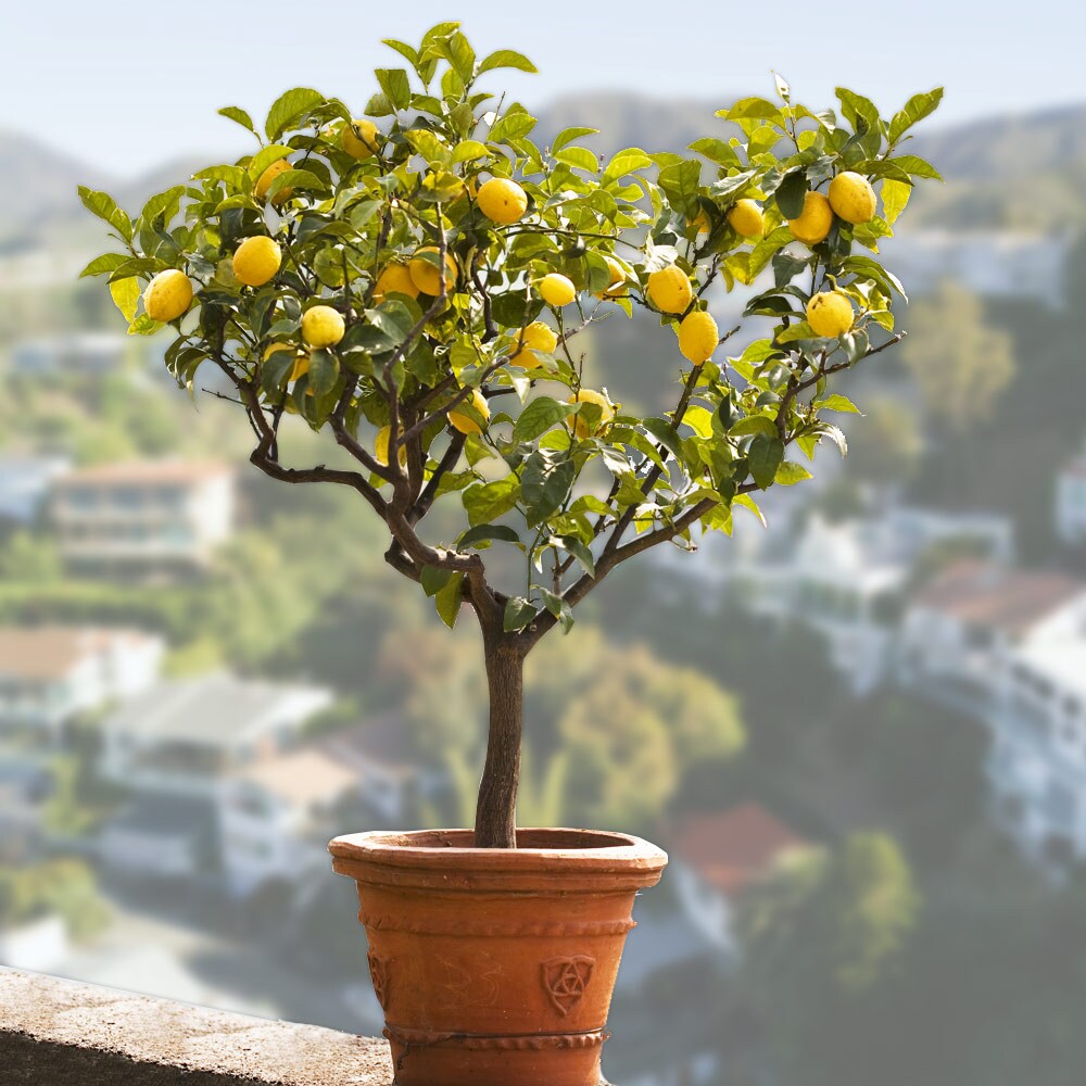 Brighter Blooms 17394 Fruit-Plants - View #2