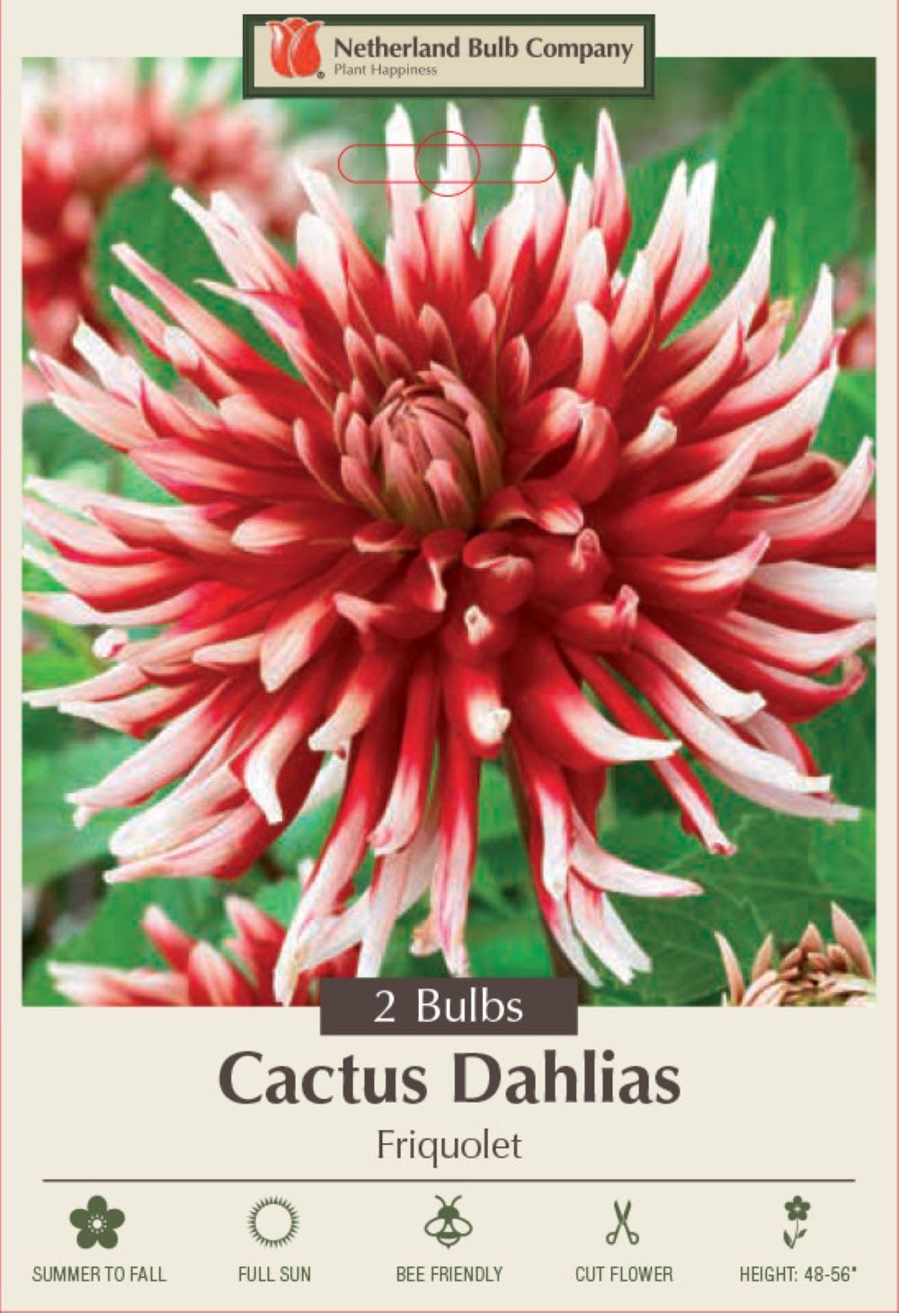 Hirt's Gardens - Friquolet Cactus Dahlia - 2 Top Size Root Clumps