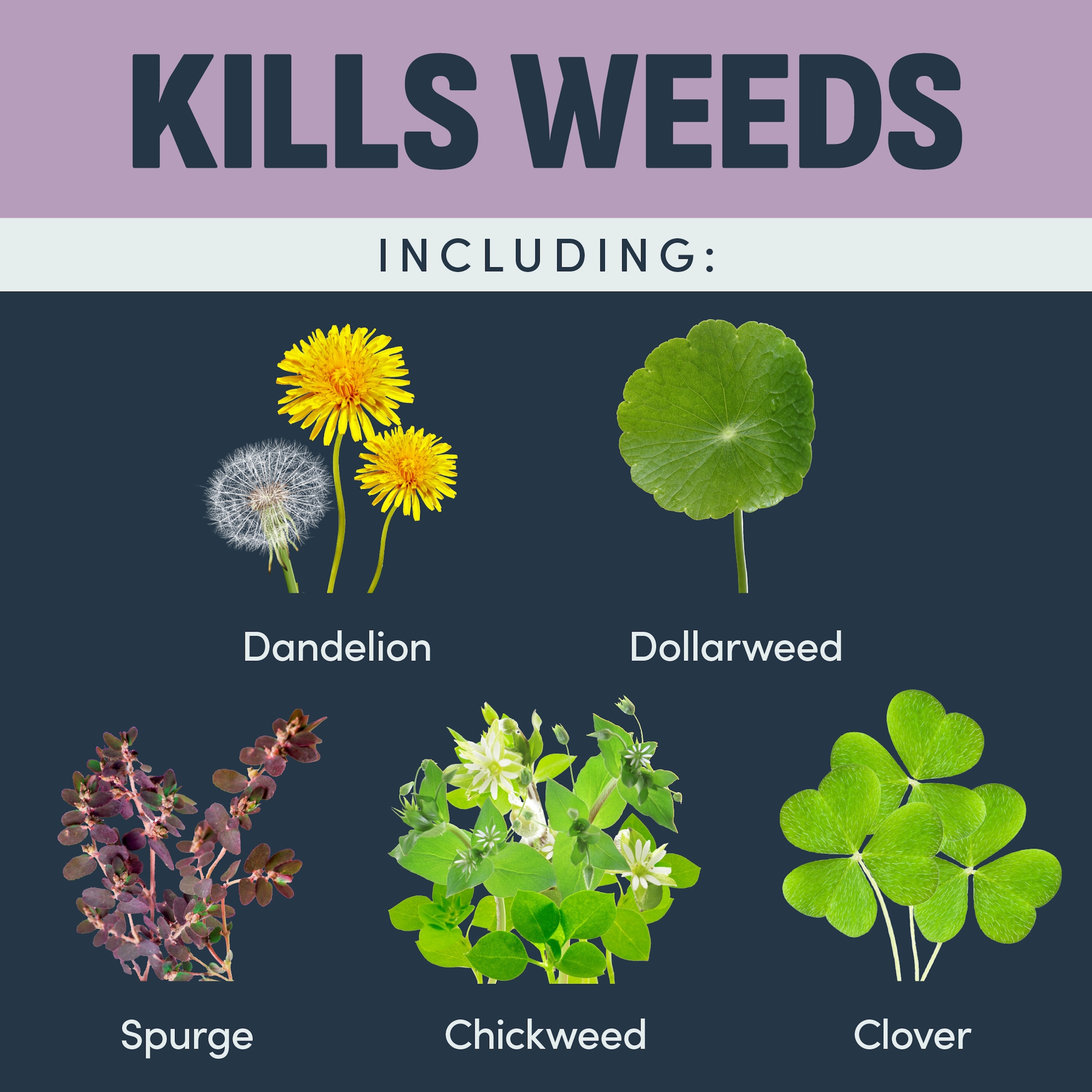 IMAGE 1357600426 Weed-Killers - View #5