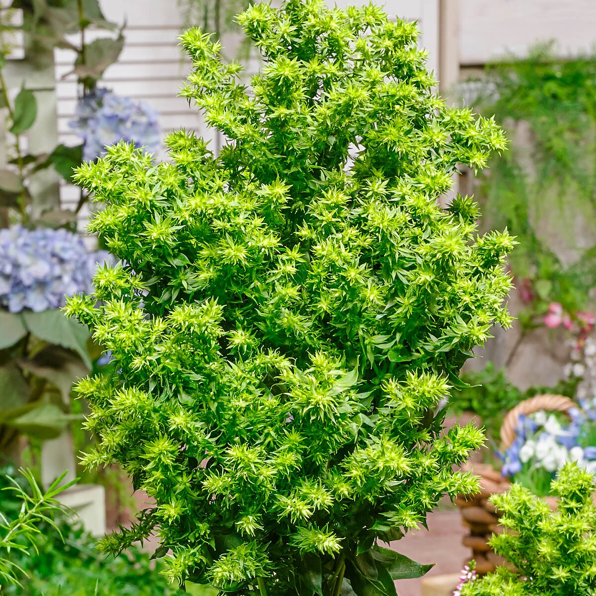 Direct Gardening 99610 perennials - View #2