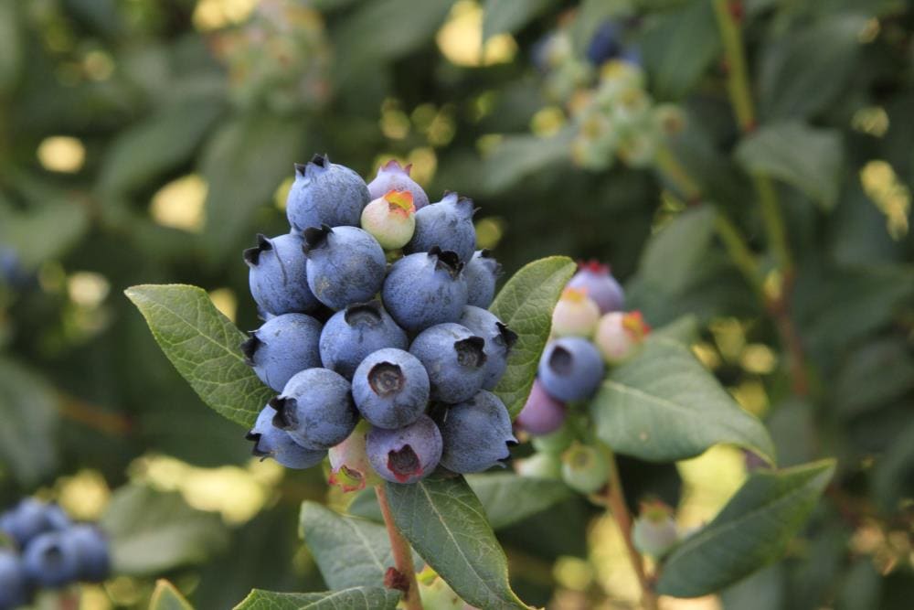 Perpetua Blueberry Shrubs At Lowes Com   08903714 