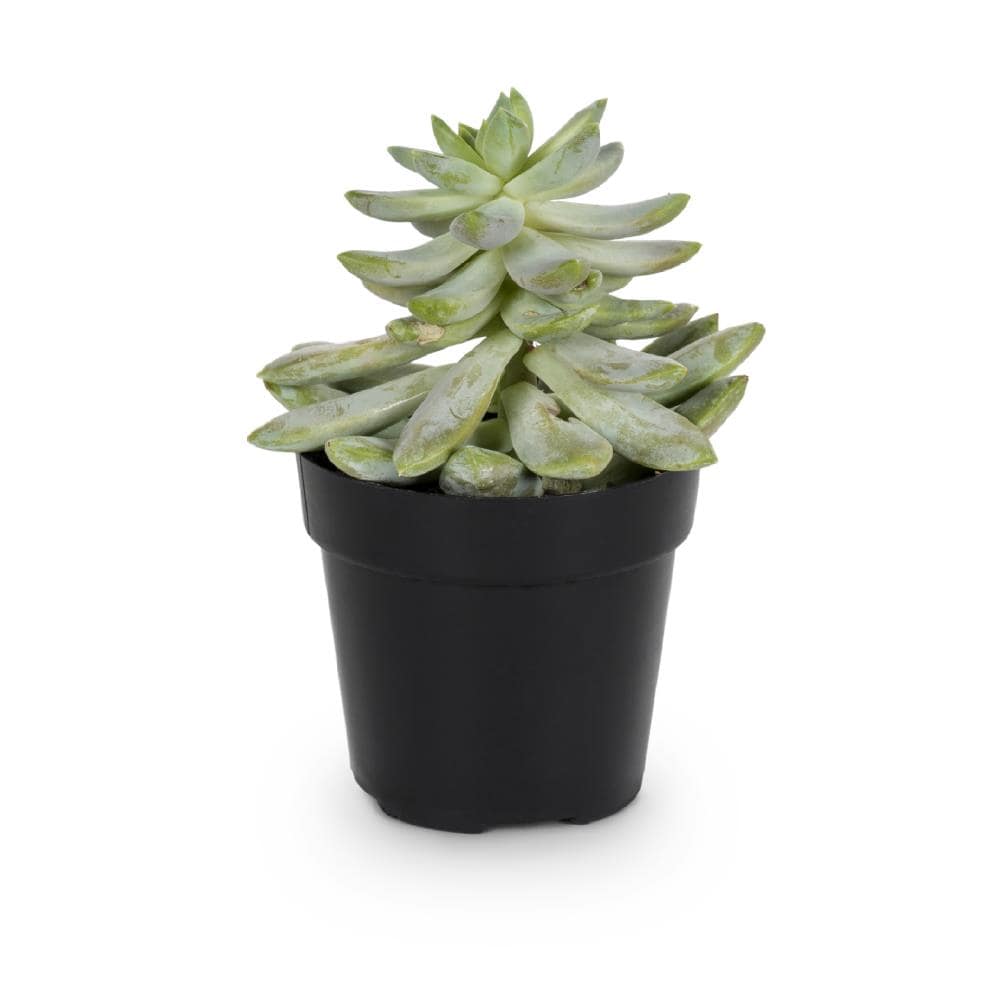 Lowe's 14 OZ. SUCCULENT Cacti and Succulents in 14 -oz Pot