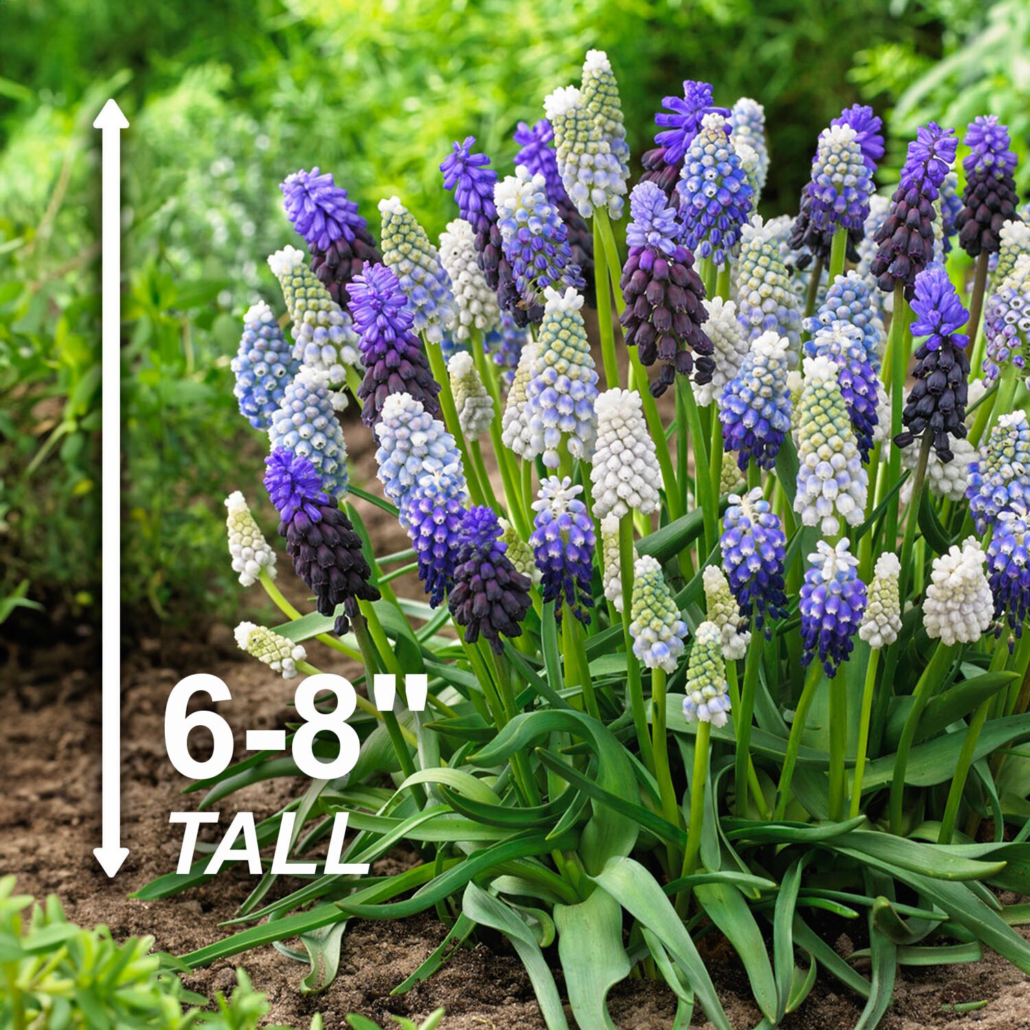 Garden State Bulb ECF-157-50-01 Plant-Bulbs - View #3