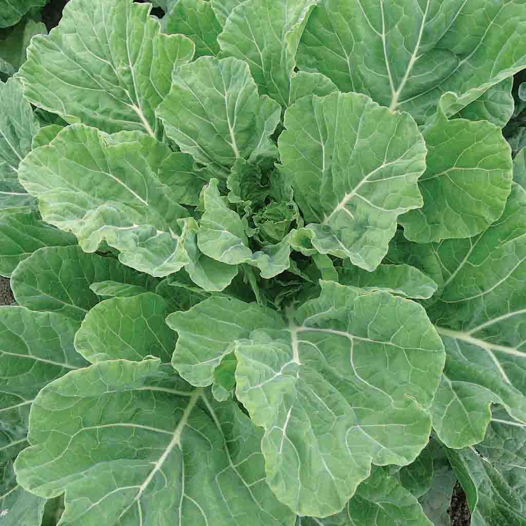 Ferry-Morse LC25.7243 Vegetable-Herb-Seeds - View #3