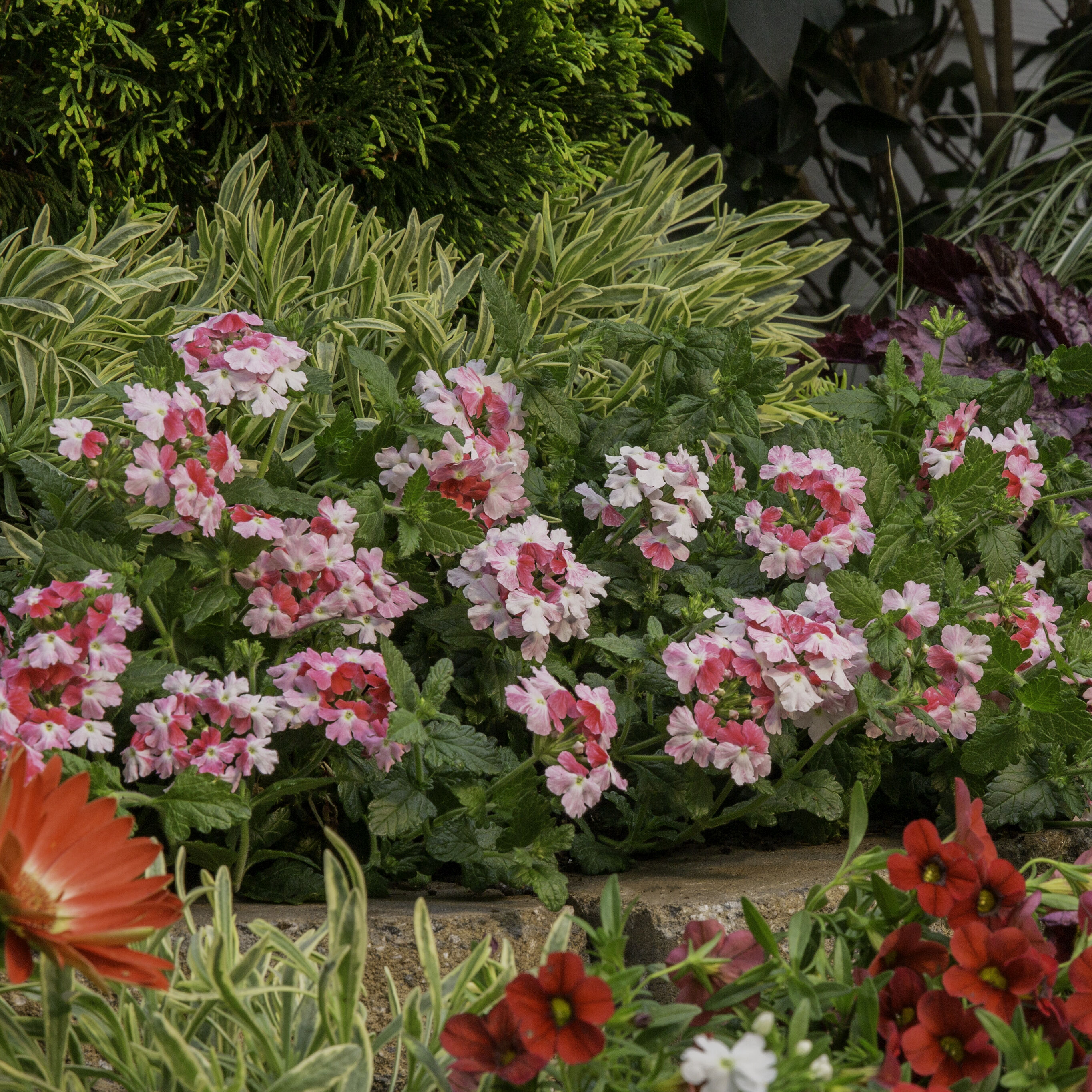 Lowe's 72661 annuals - View #5