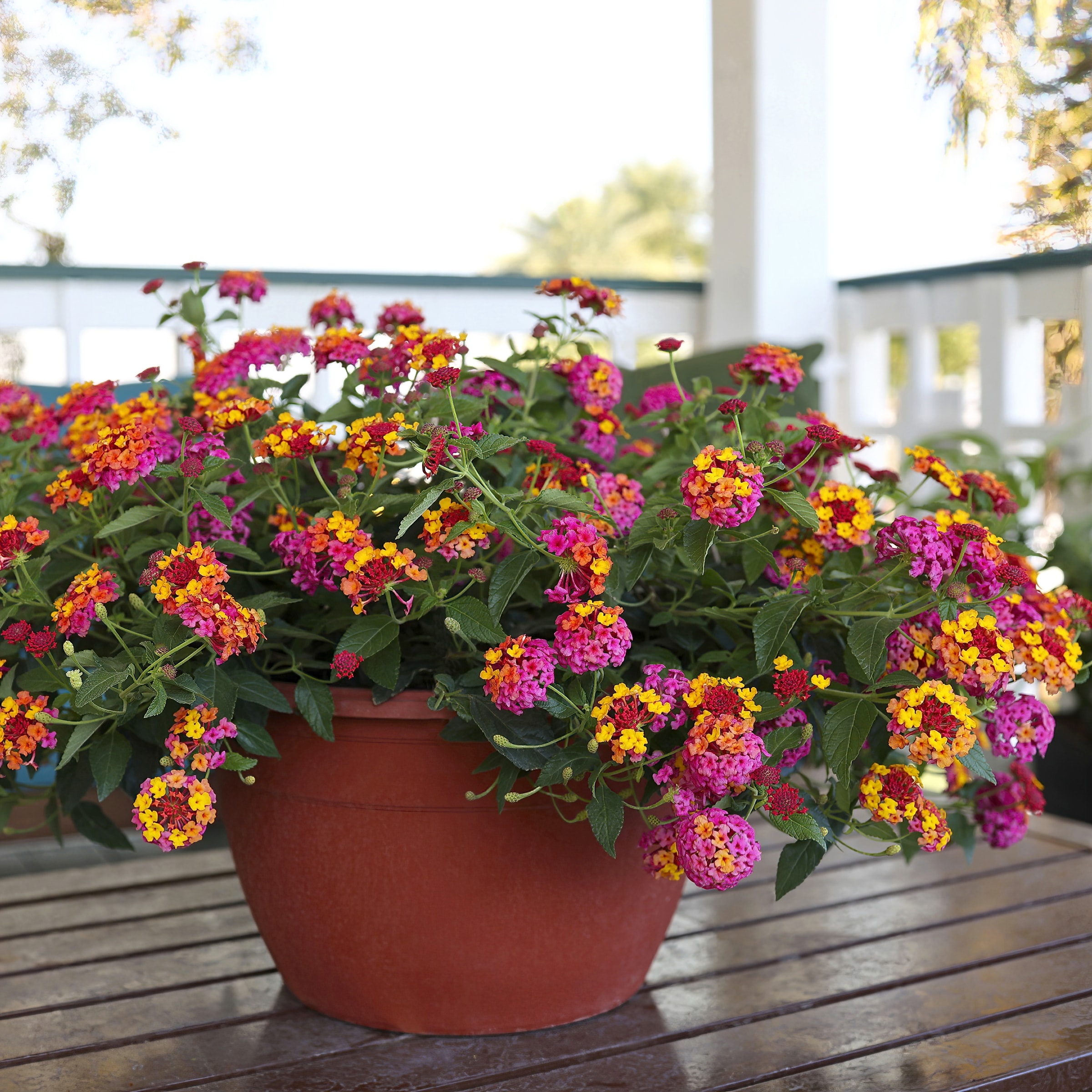 National Plant Network LW1574 annuals - View #6