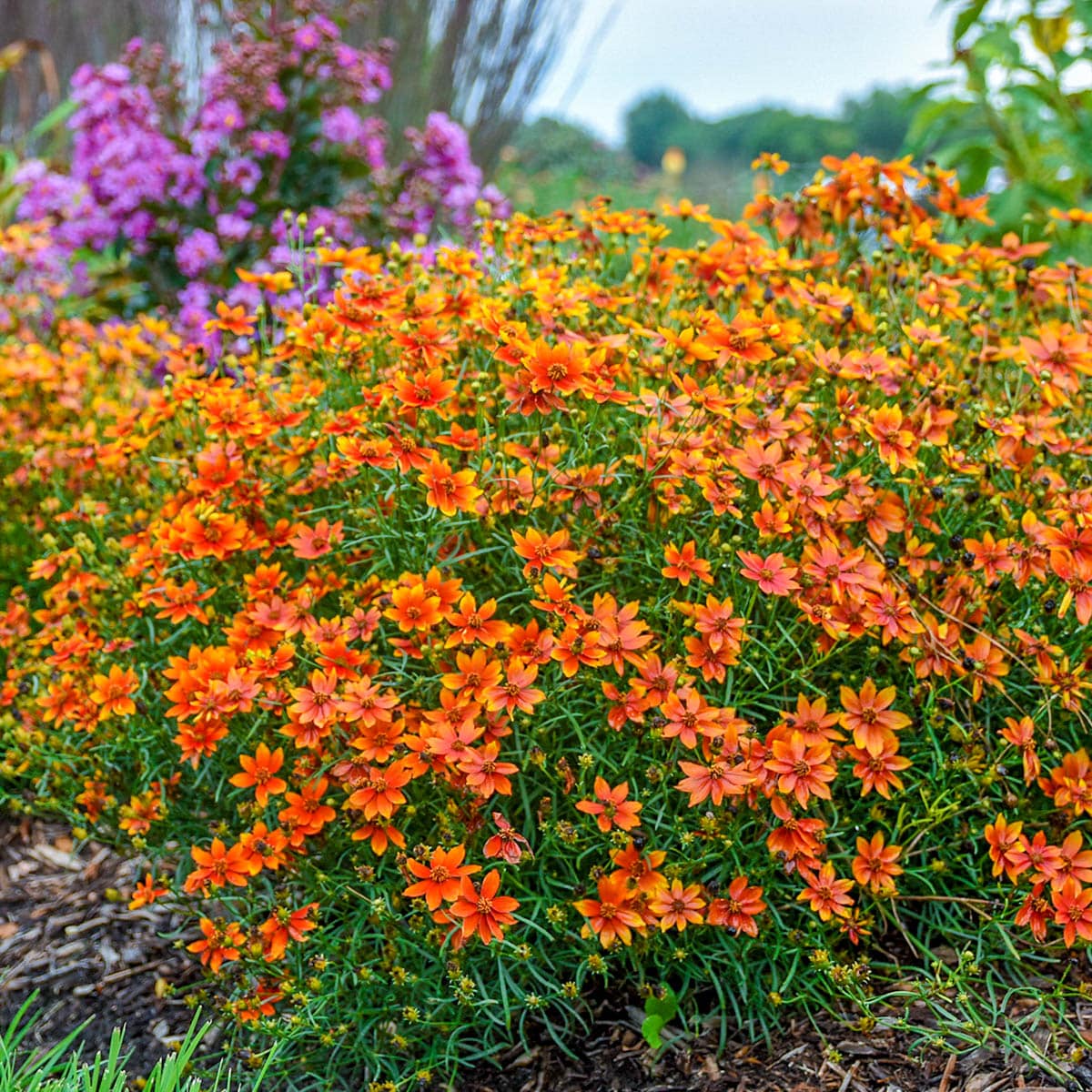 Breck's 83317 perennials - View #3