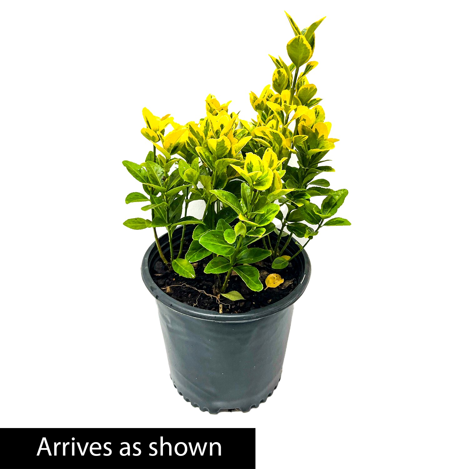 Spring Hill Nurseries 94716 shrubs - View #4