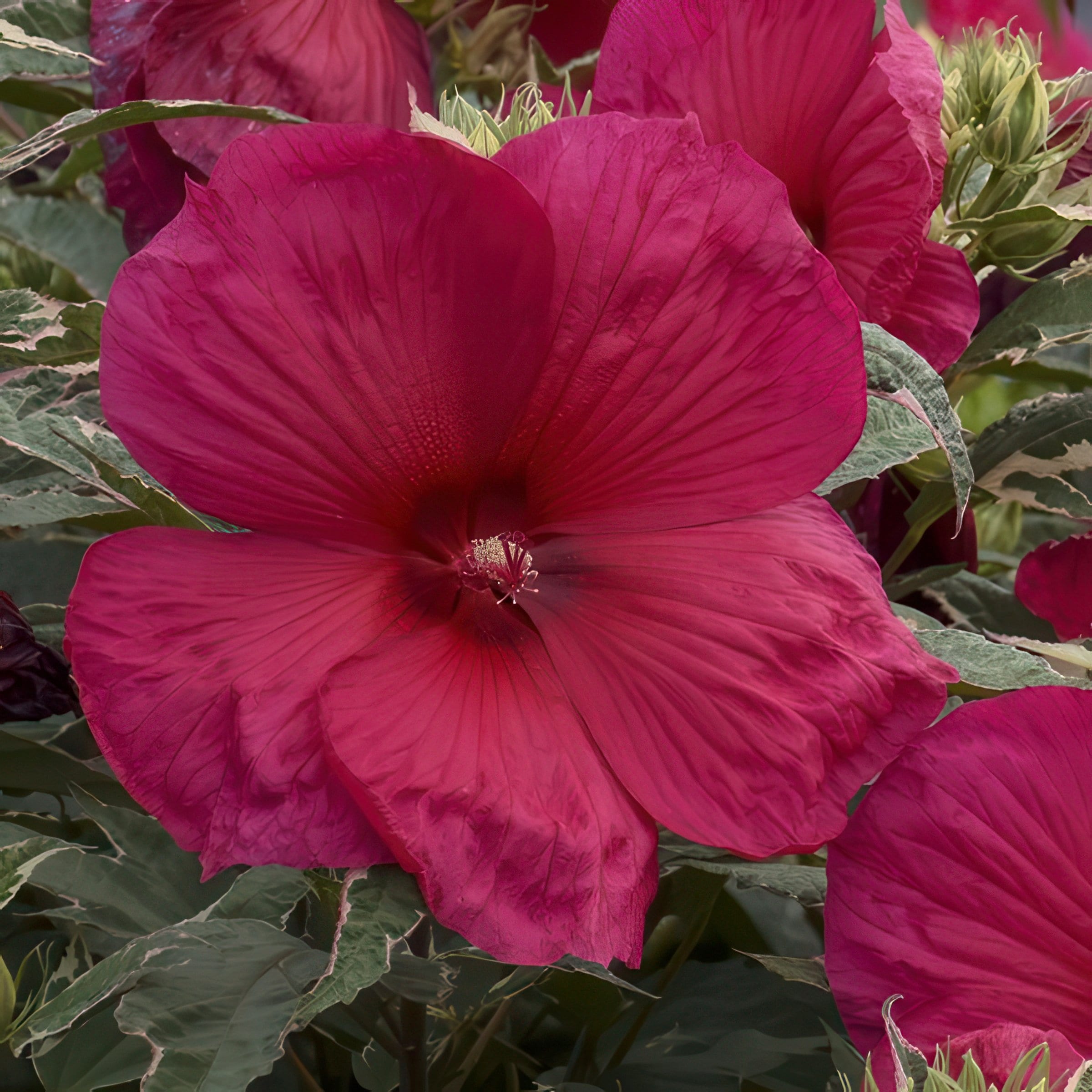 National Plant Network LW1993 perennials - View #8