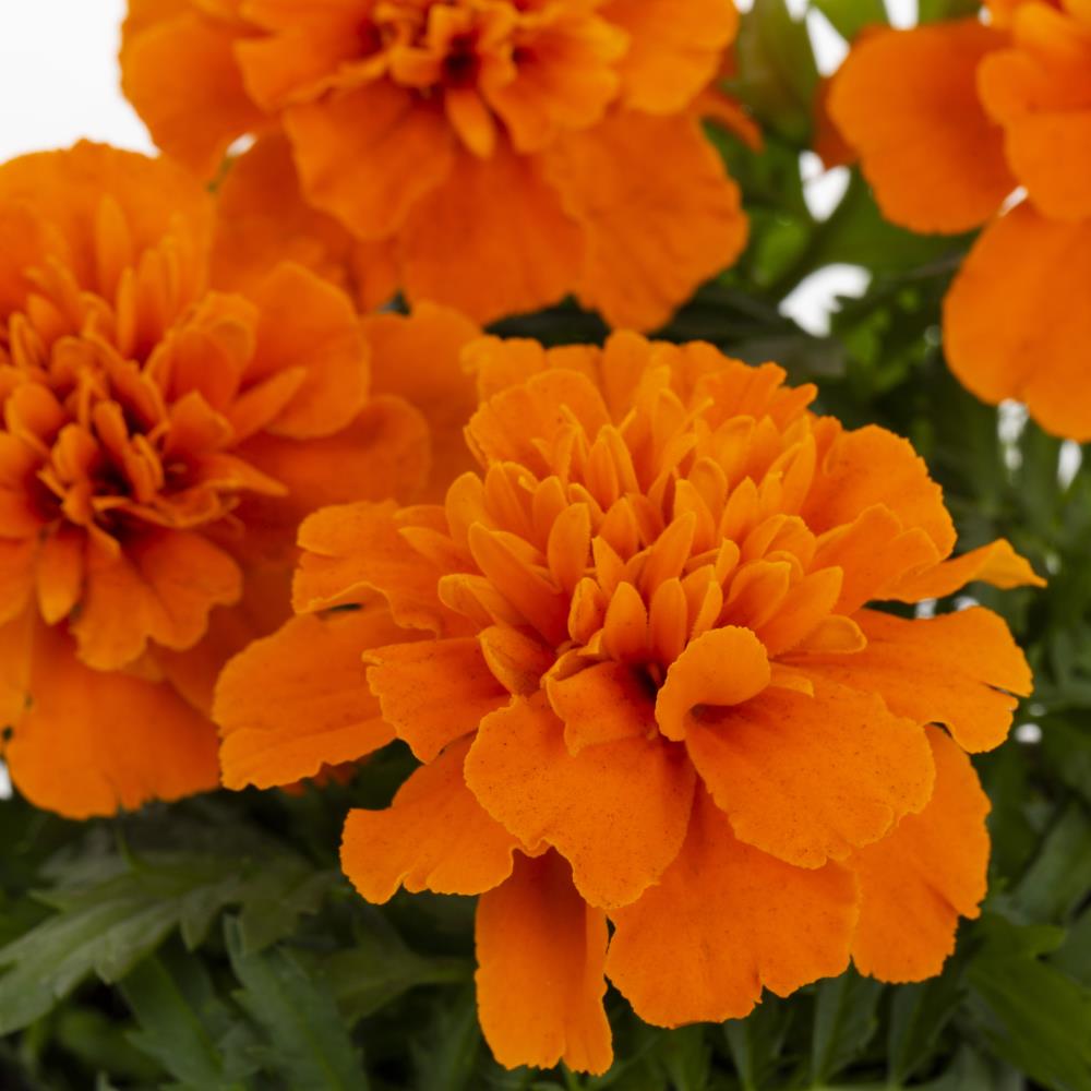 Lowe's 212679 annuals - View #10