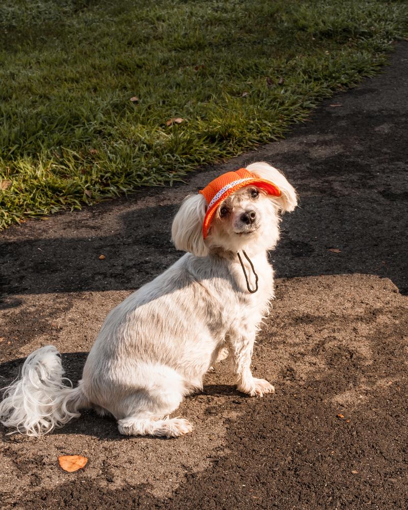 Pet Life HT10ORLG Dog-Clothing-Acc - View #4