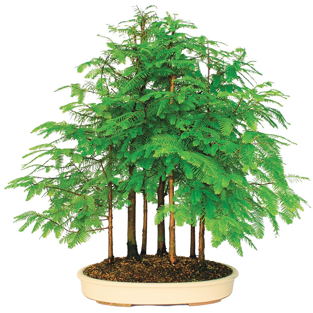 Brussel's Bonsai Dawn Redwood Grove- 7 Tree in 21-in Clay Planter 