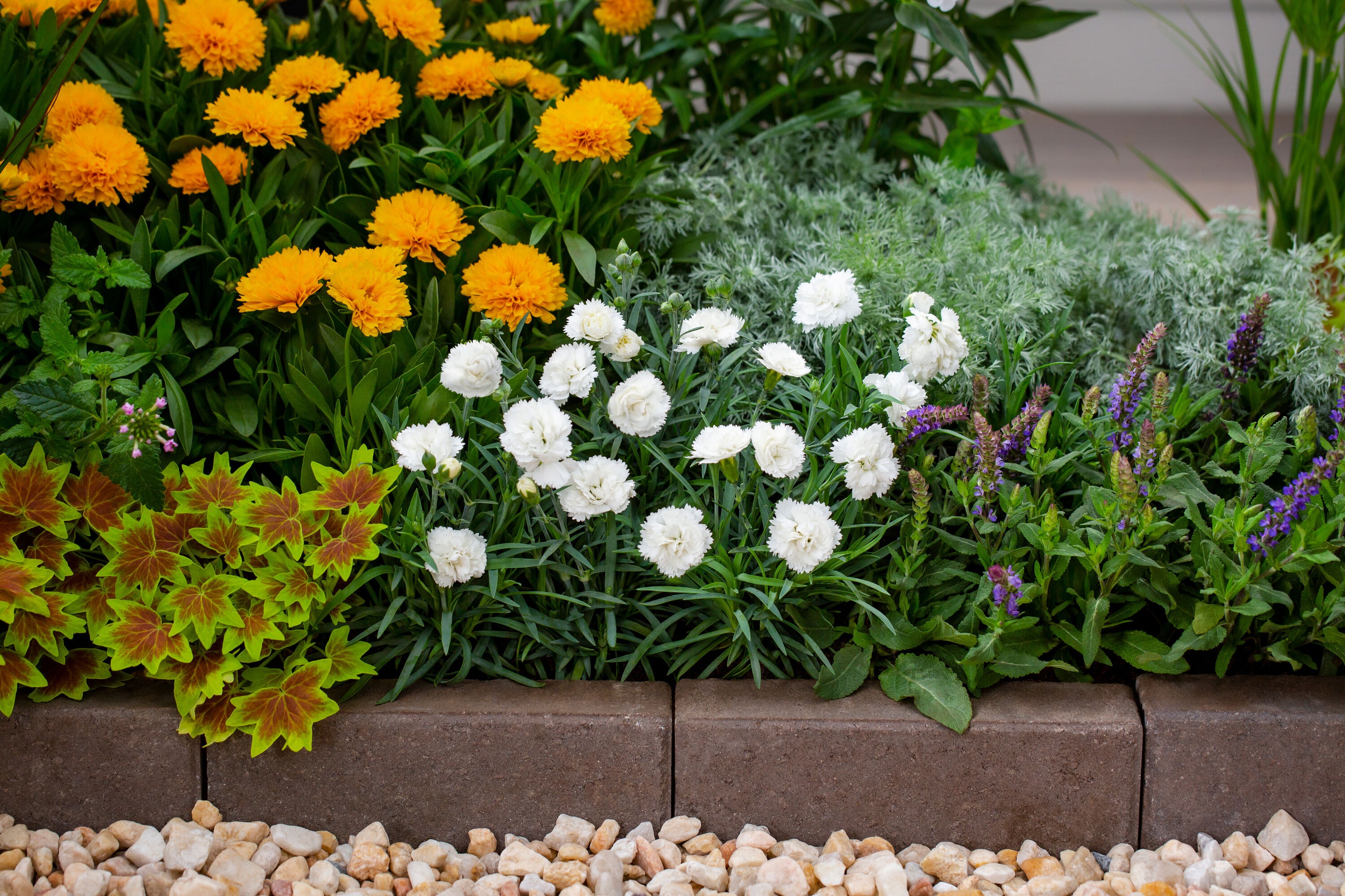Monrovia 78503 perennials - View #3