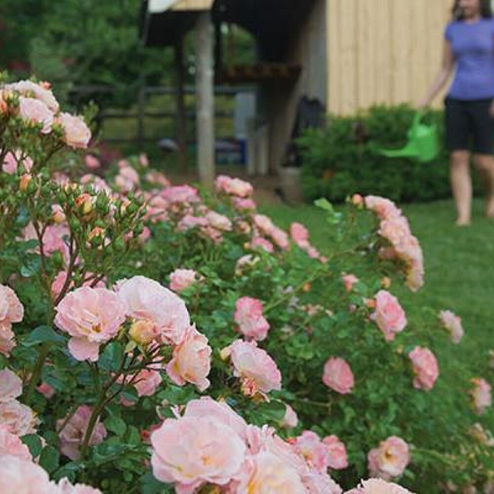 Drift Roses 62411-2 shrubs - View #4