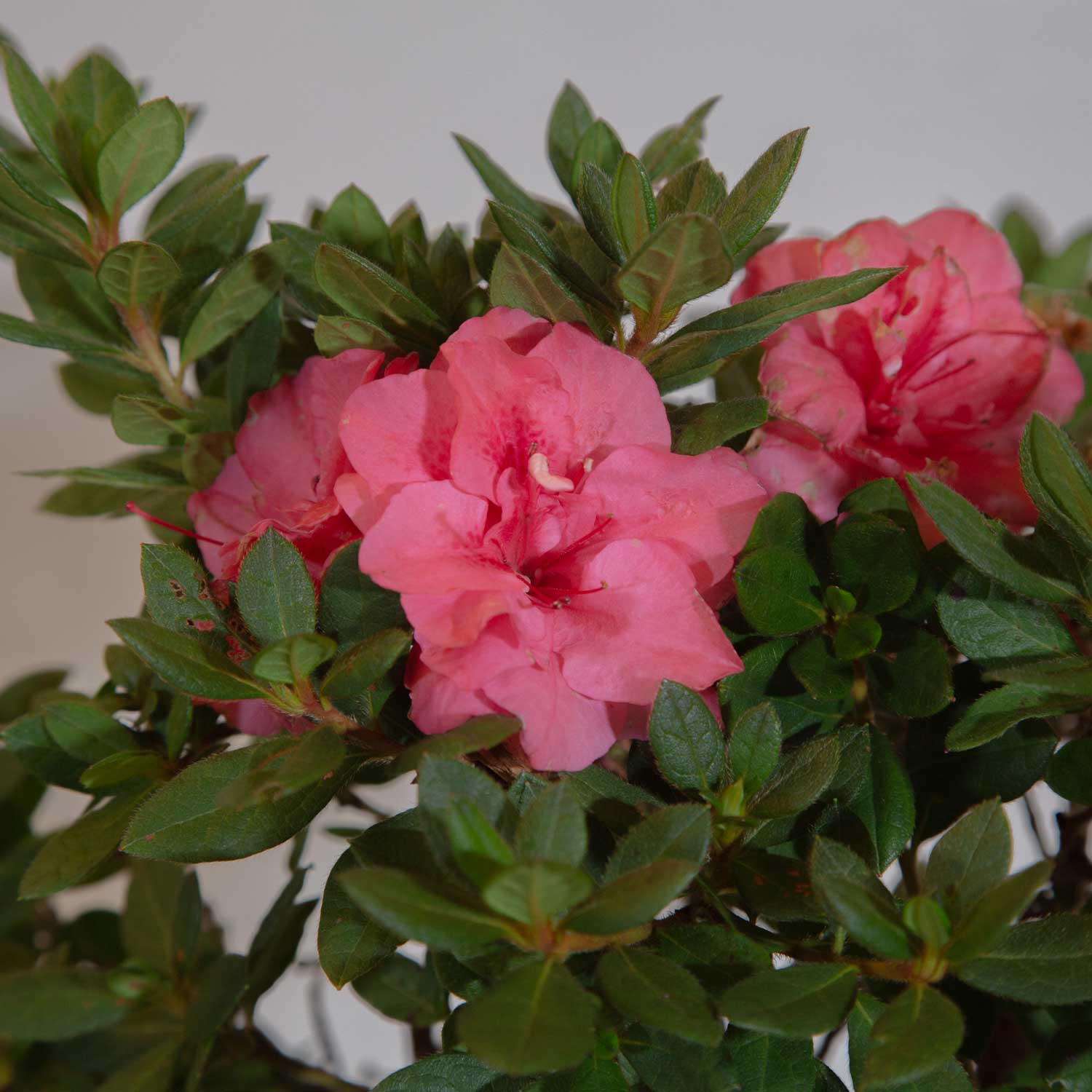 Encore Azalea 80532-1 shrubs - View #4