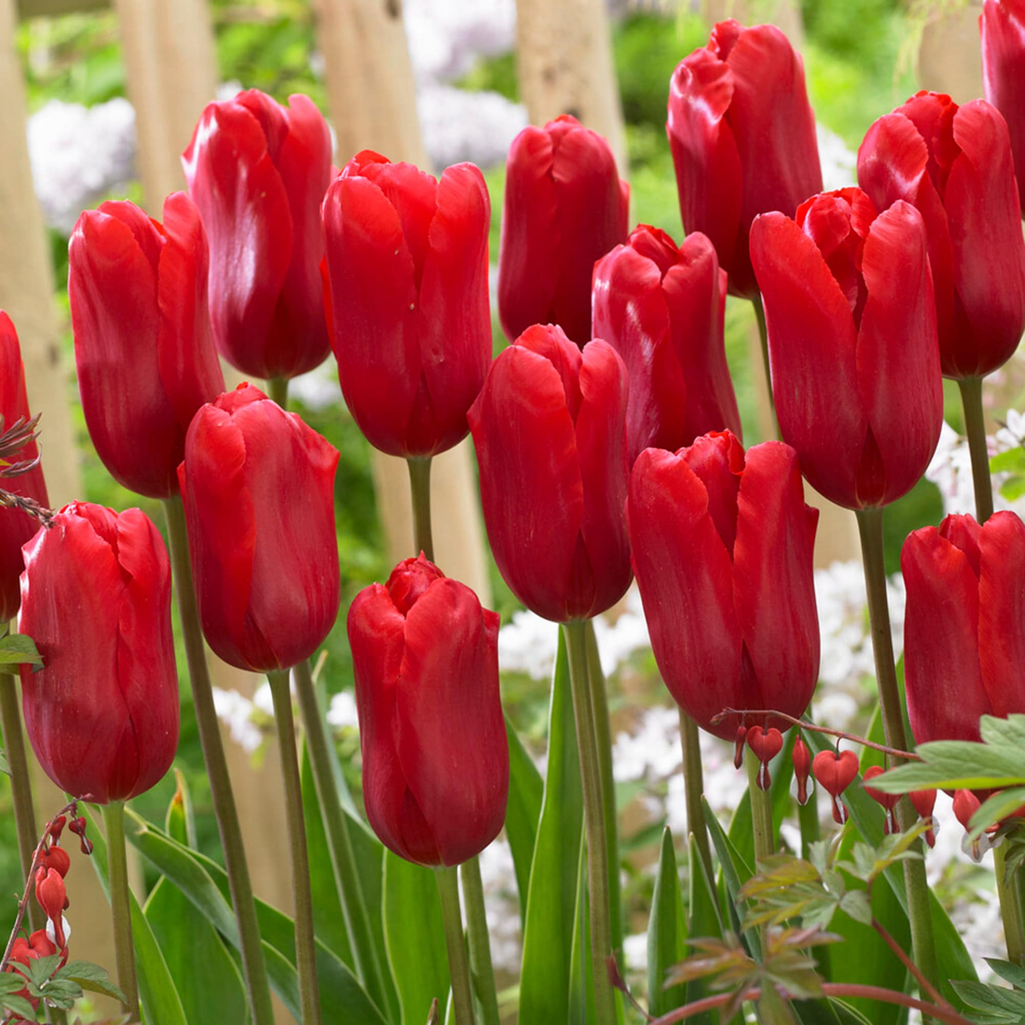 Garden State Bulb ECF-53-25-01 Red Red Ariel Single Late Tulip Bulbs 25 Count