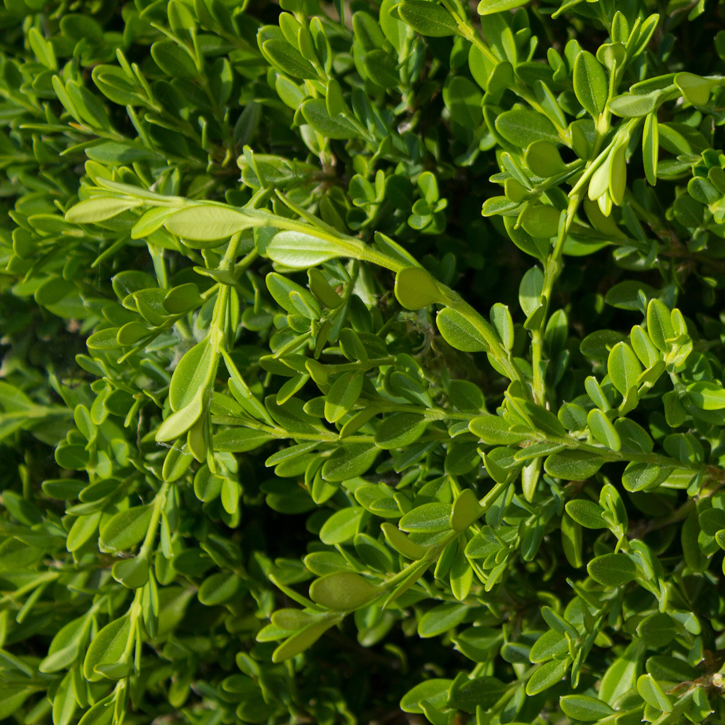 National Plant Network LW2755 shrubs - View #8