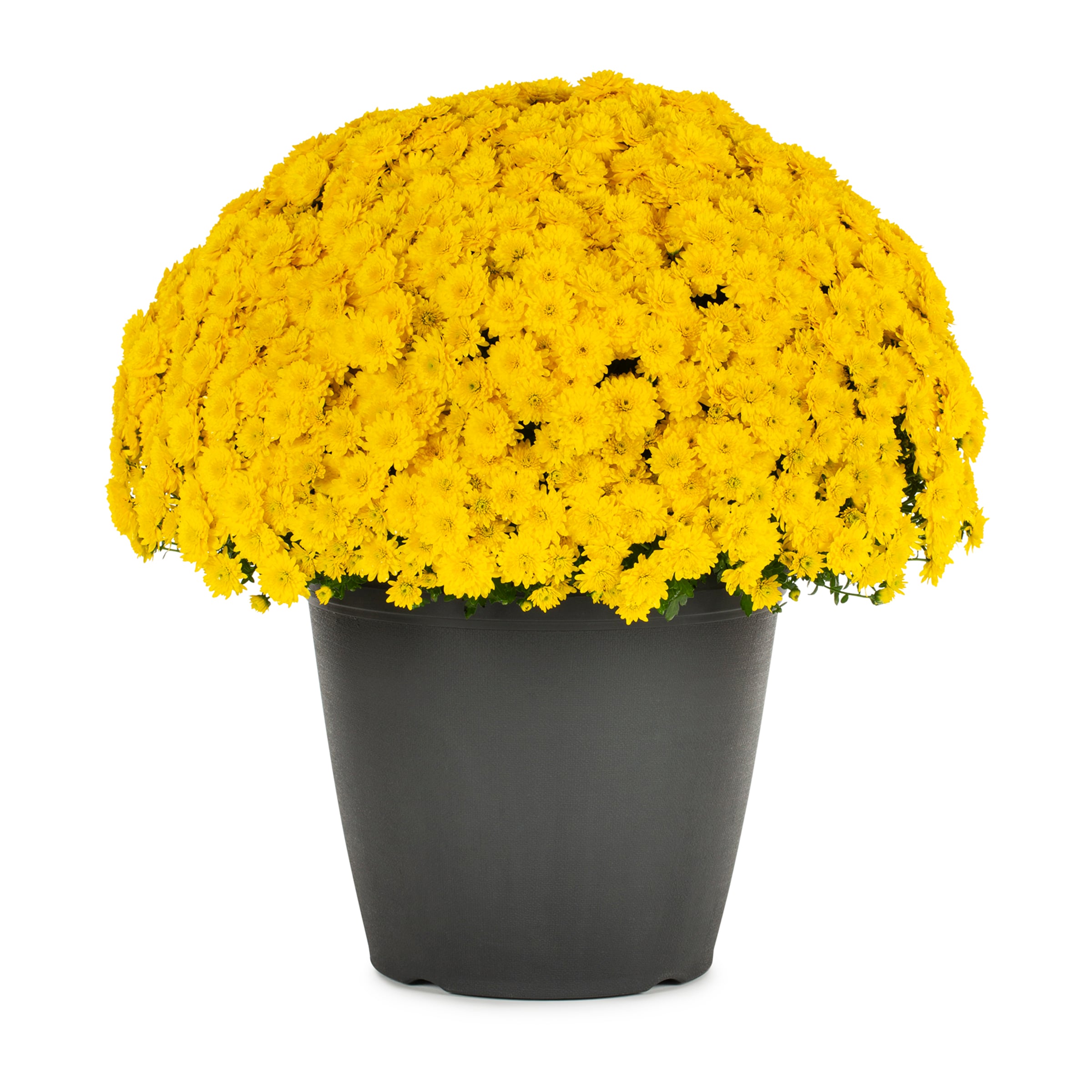 Monrovia 1-7072 annuals - View #4