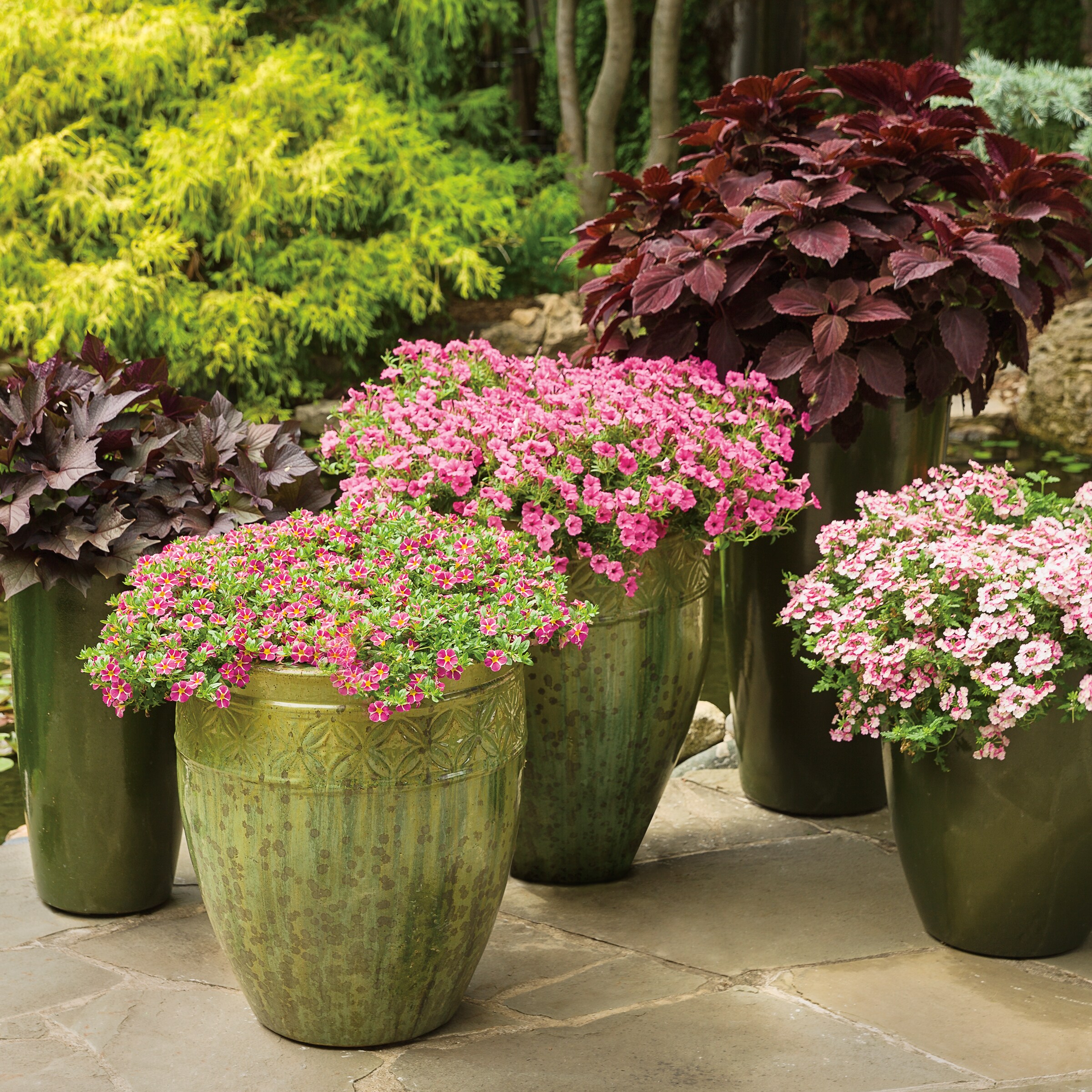 Lowe's NURSERY annuals - View #4