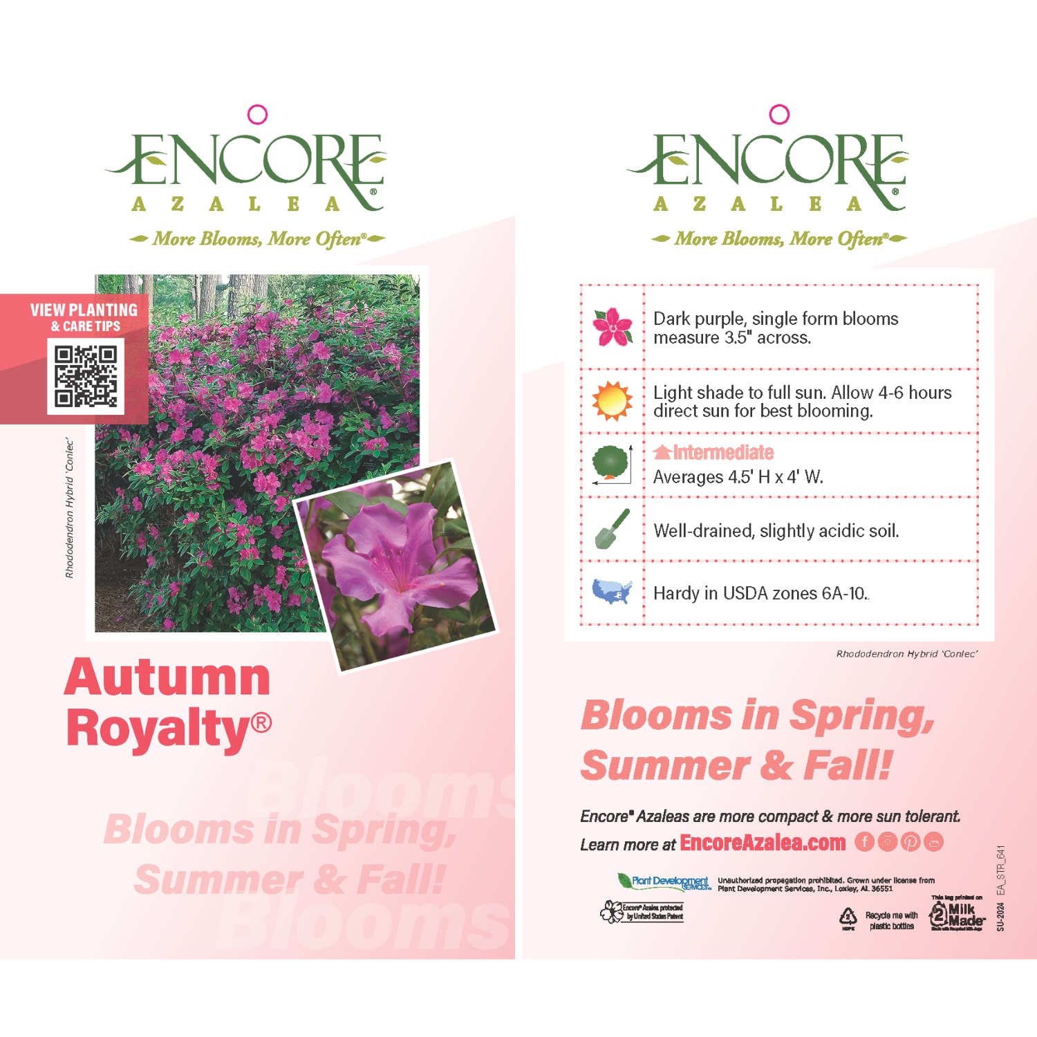 Encore Azalea 80551 shrubs - View #4