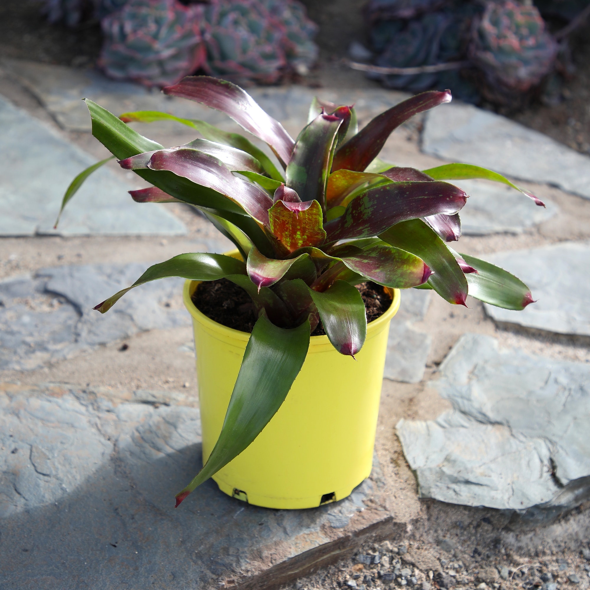 Altman Plants 0873122 perennials - View #4