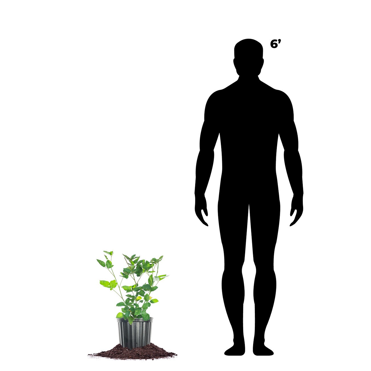 Perfect Plants LOAPACHEBLACKBERRY1G shrubs - View #4