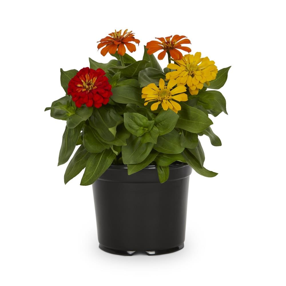 Lowe's 835676 annuals - View #5