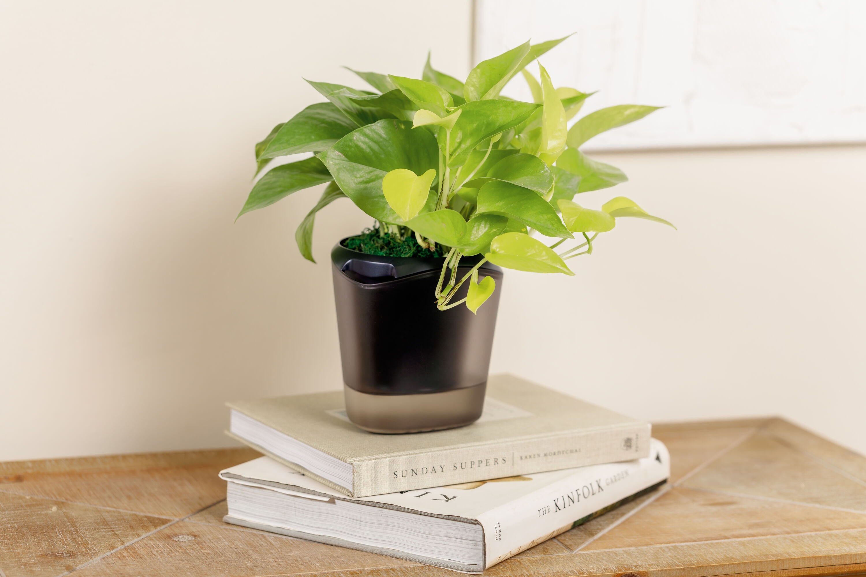 LiveTrends ASB06913 LUCENT House plant in 36 Ounce(s) Pot 1 -Pack