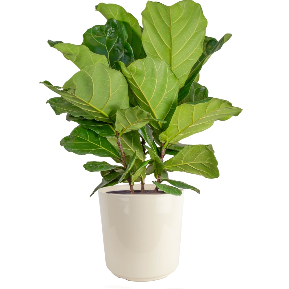 Costa Farms Fiddle Leaf Fig House Plant in 10-in Planter in the House ...