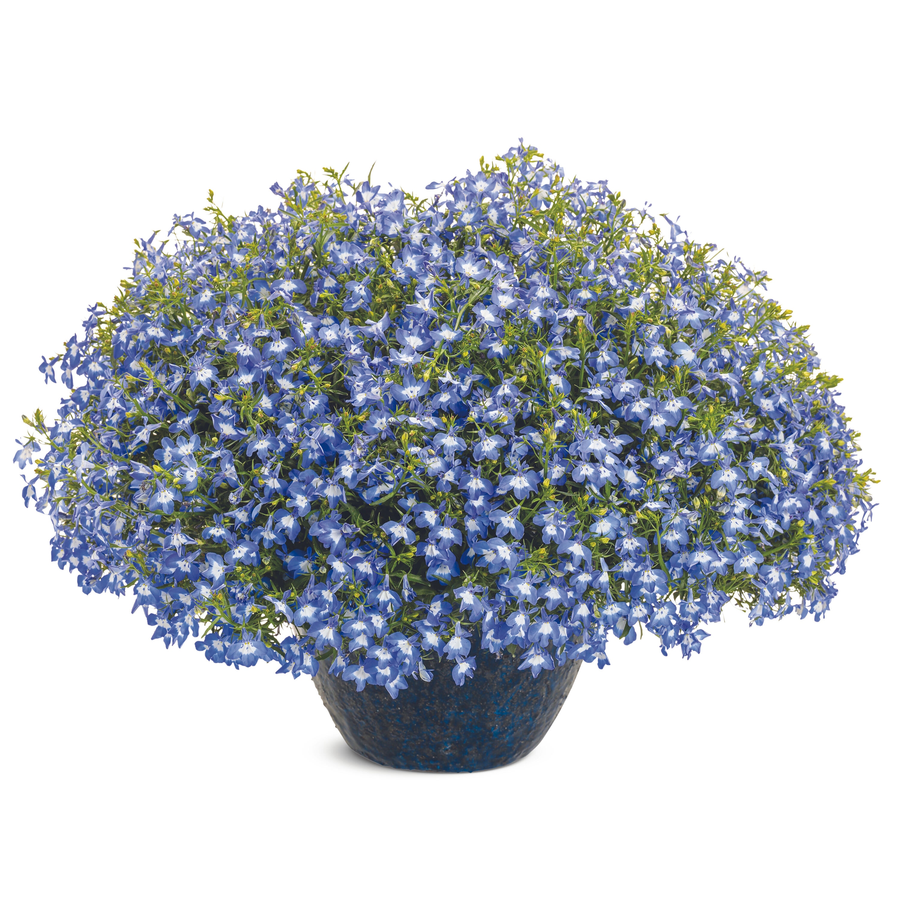 Proven Winners LOBPRW1017504 annuals - View #5