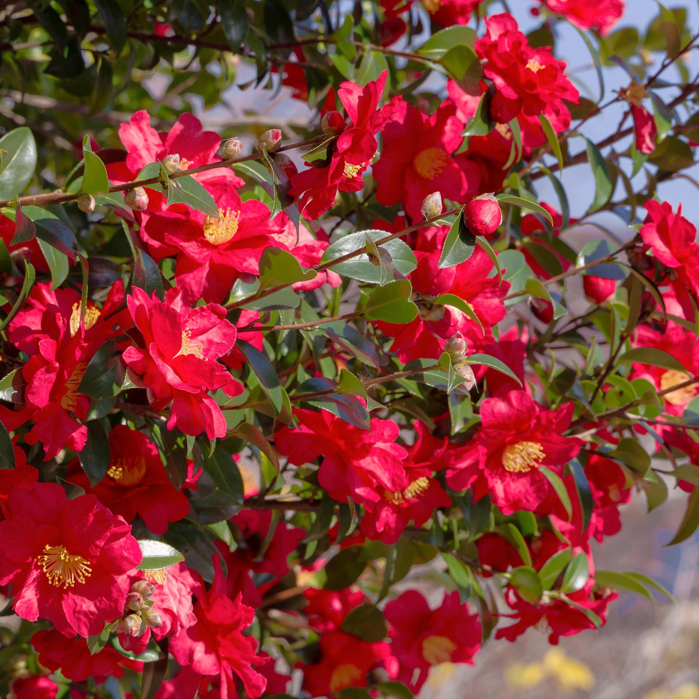 National Plant Network LW2841 shrubs - View #9