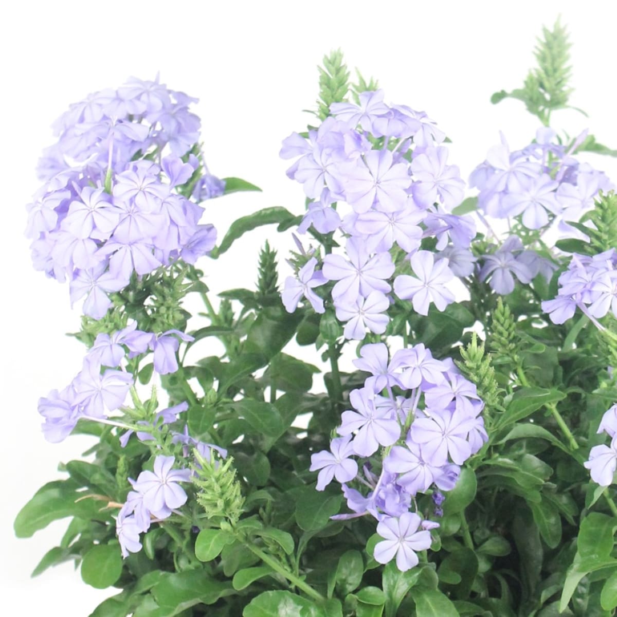 Lowe's Blue Flowers For Florida Plumbago in 2.5-Quart Pot in the ...